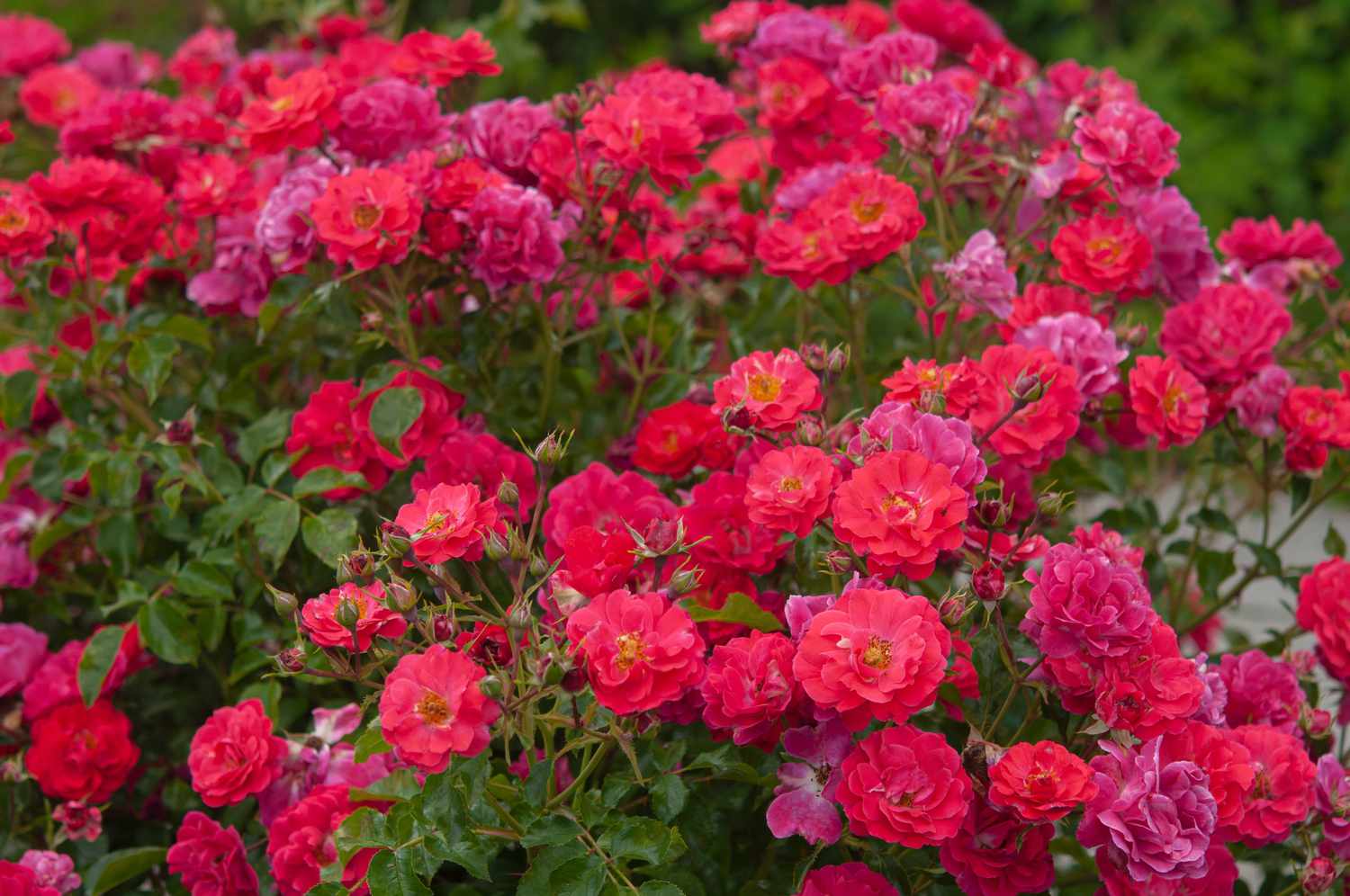 Rosenstrauch mit leuchtend rosa Rosenblüten umgeben von Blättern