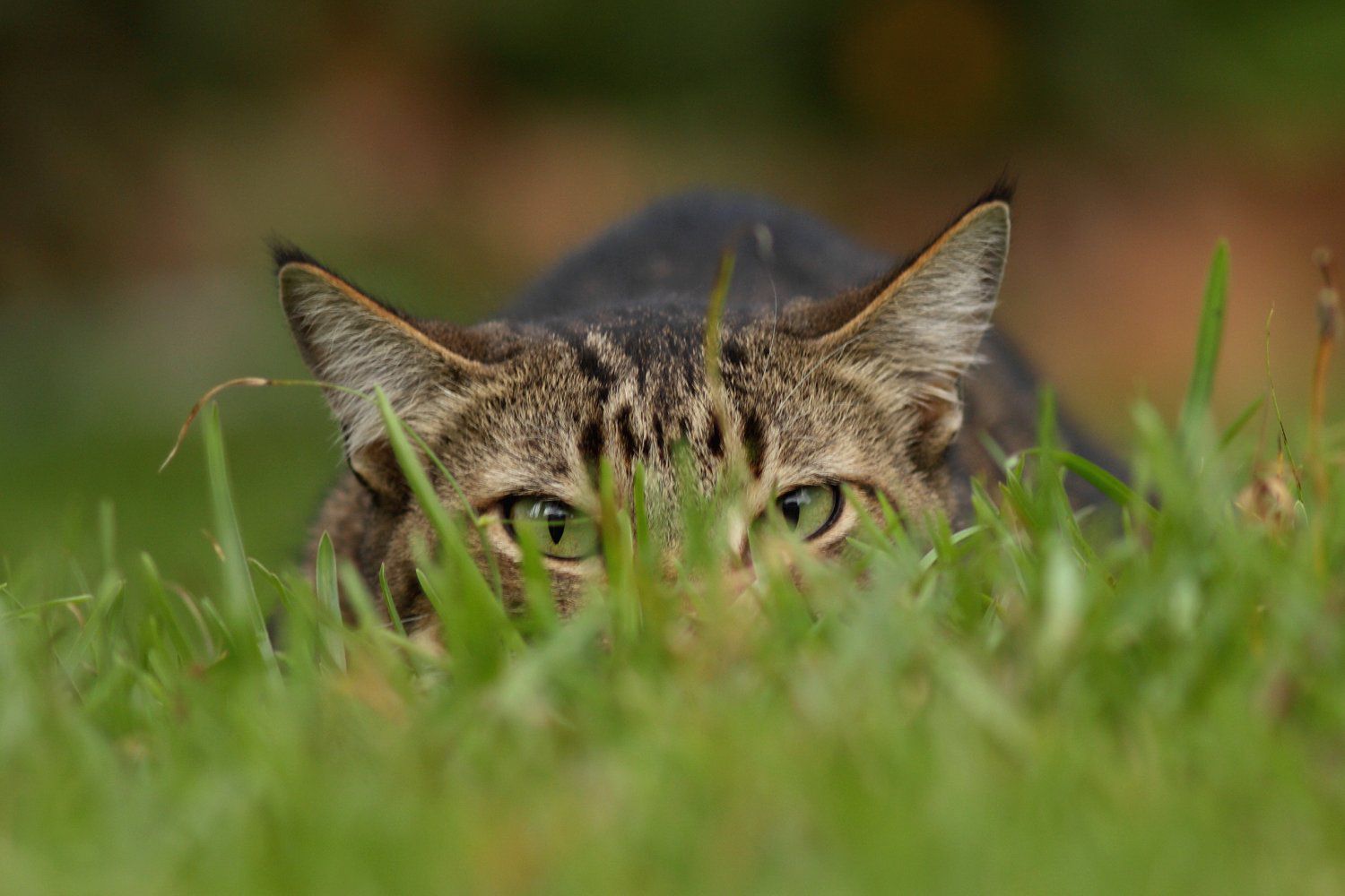 Gato cazador