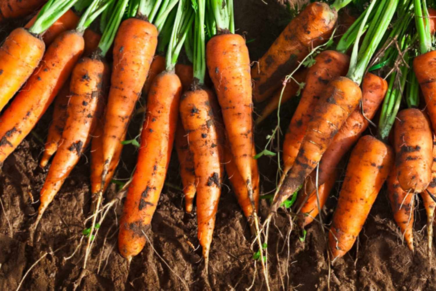 carrot harvest