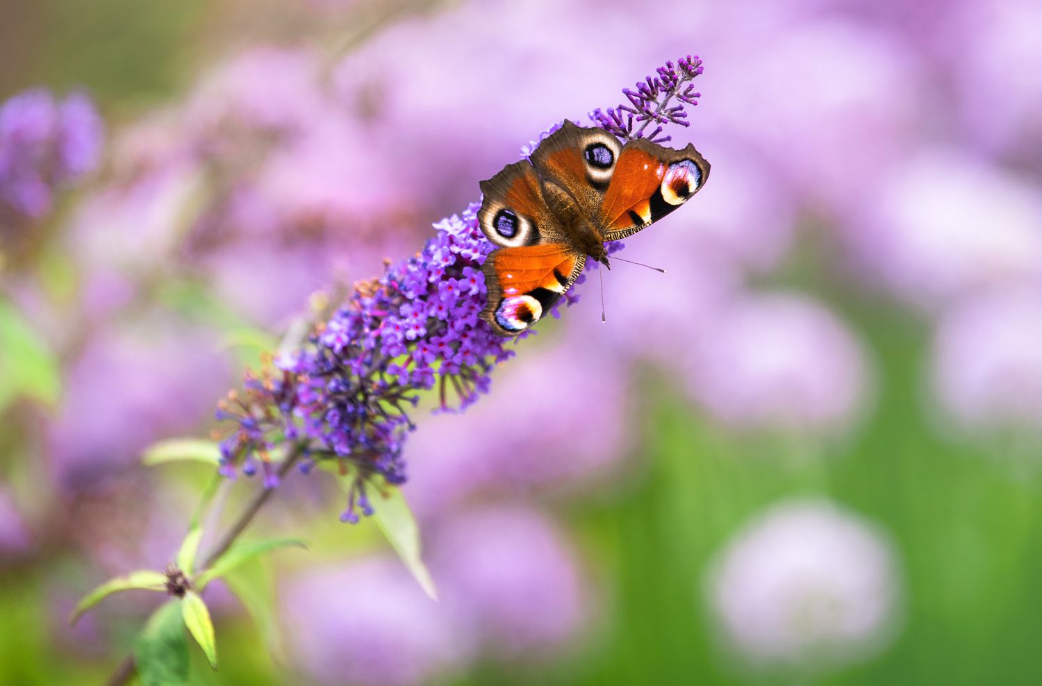 Schmetterlingsstrauch mit violetter Blütenähre und orangefarbenem Schmetterling an der Spitze