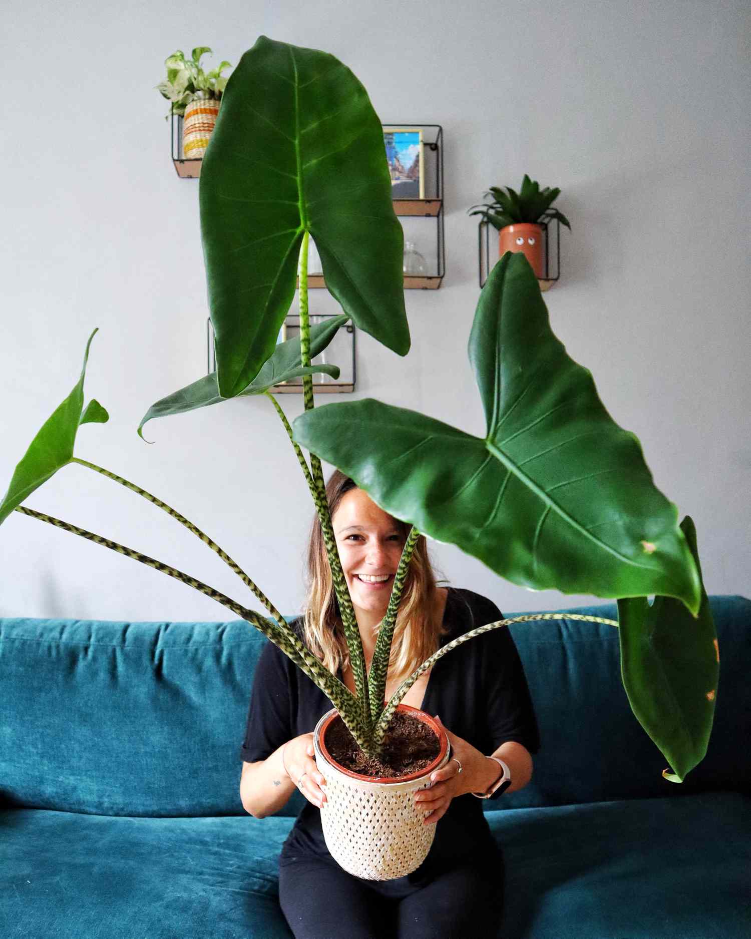 La planta favorita de Taylor Fuller, Alocasia Zebrina