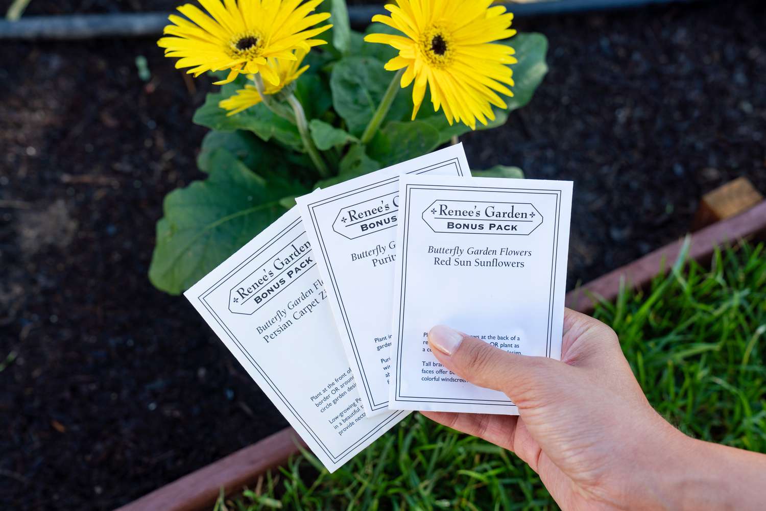 Katalogsamenpaket in der Hand über gelbe Blumen gehalten