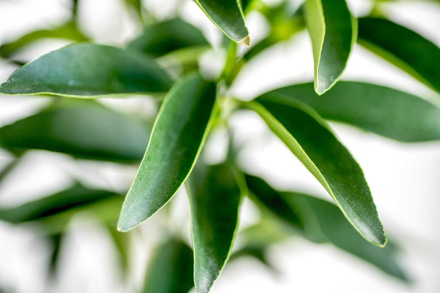 Kumquat-Baum mit langen und glänzenden Blättern in Nahaufnahme