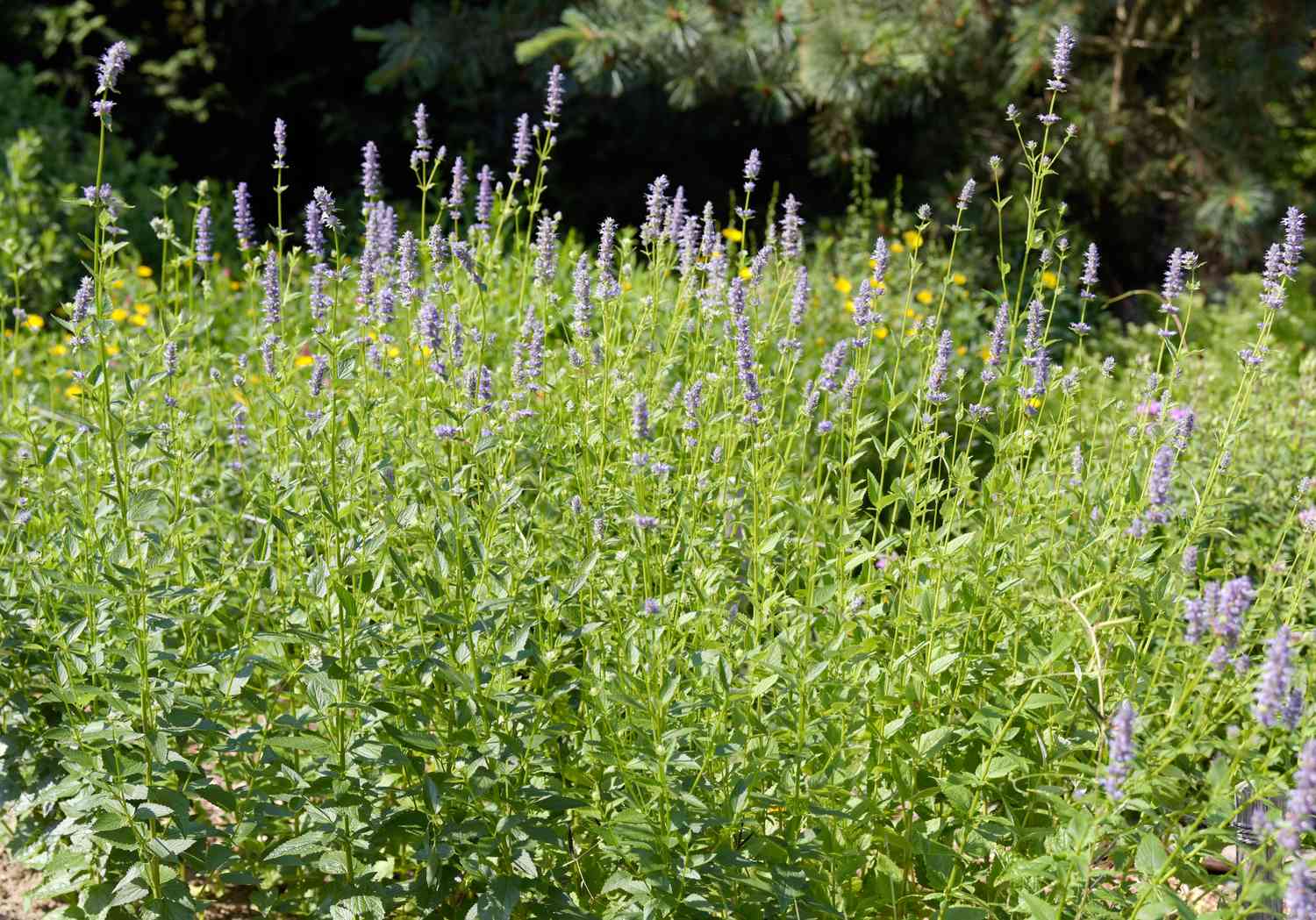 Violette Riesenhyssop-Pflanzen mit violetten Blüten an hohen Ähren und Blättern