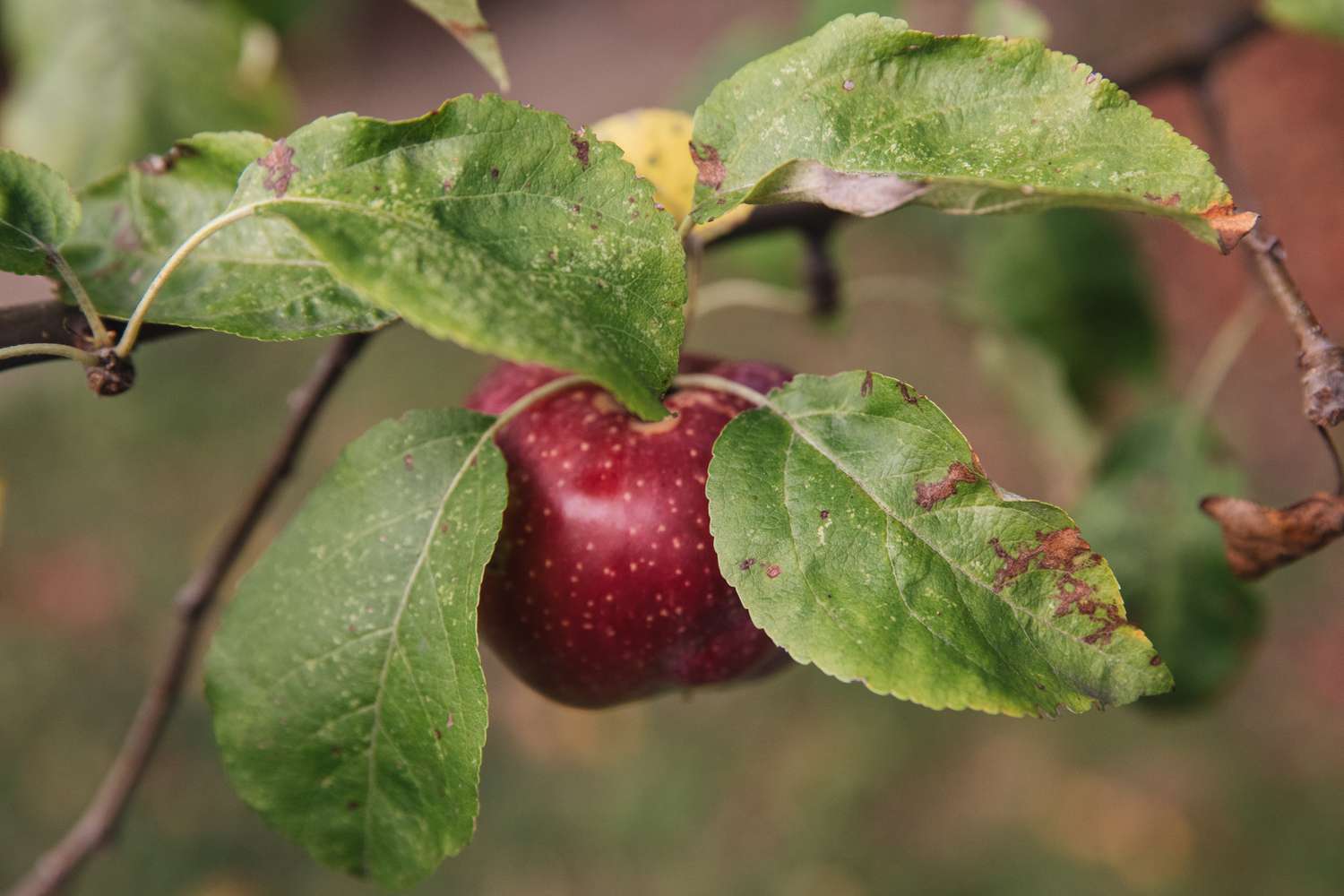 Apfelbaum mit ungesunden Blättern