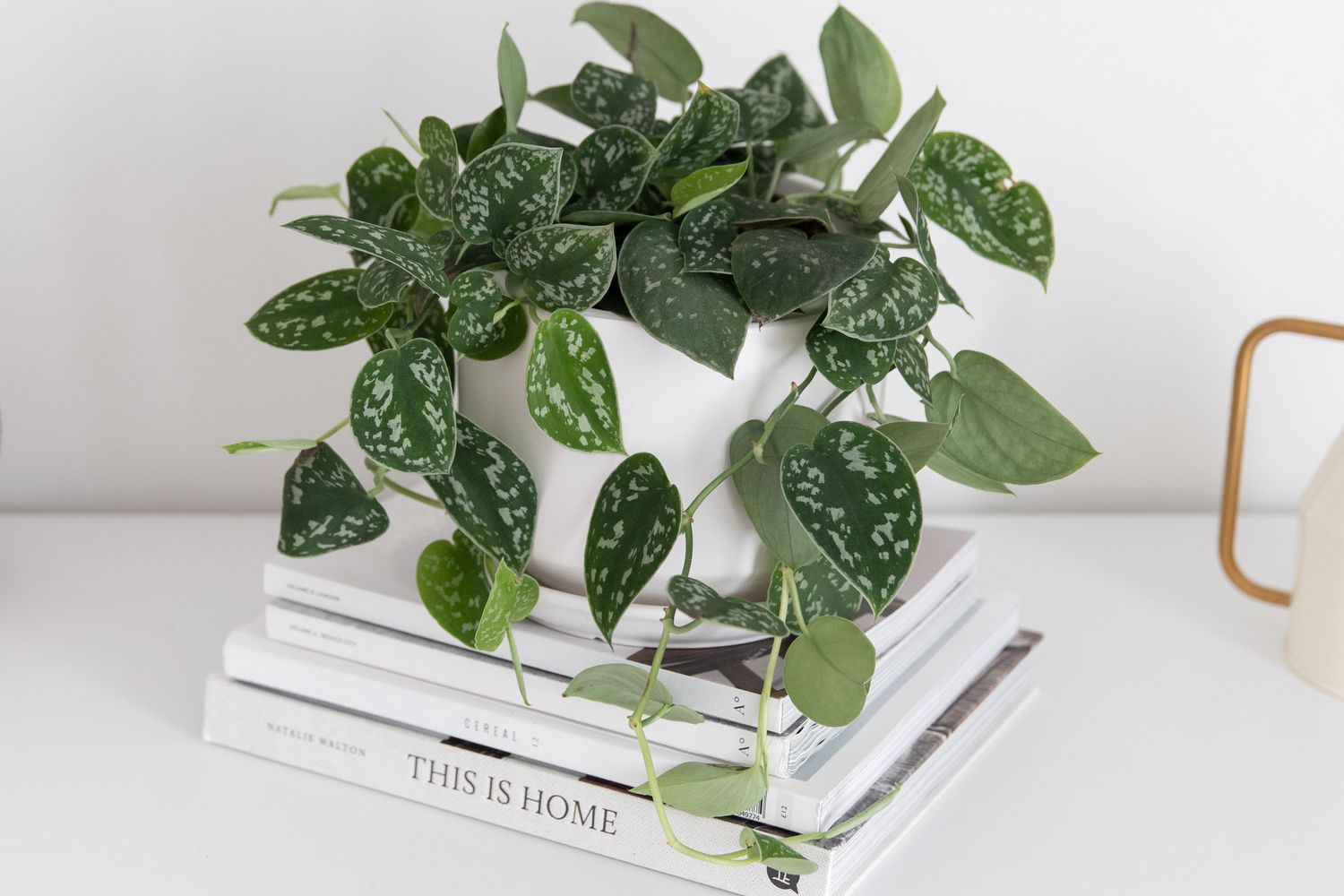 Satin pothos with spotted leaves in white pot on stacked books