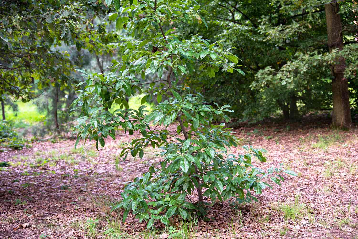 Schindeleiche mit dünnem Stamm und hellgrünen, wachsartigen Blättern inmitten eines Waldstücks