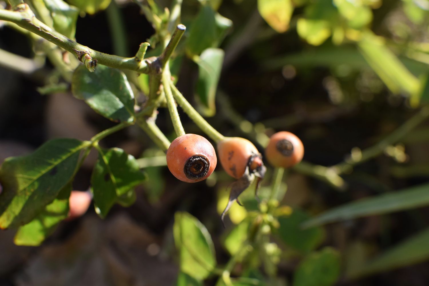 Hagebutten, die über den Winter an den Stielen des Rosenstrauchs bleiben