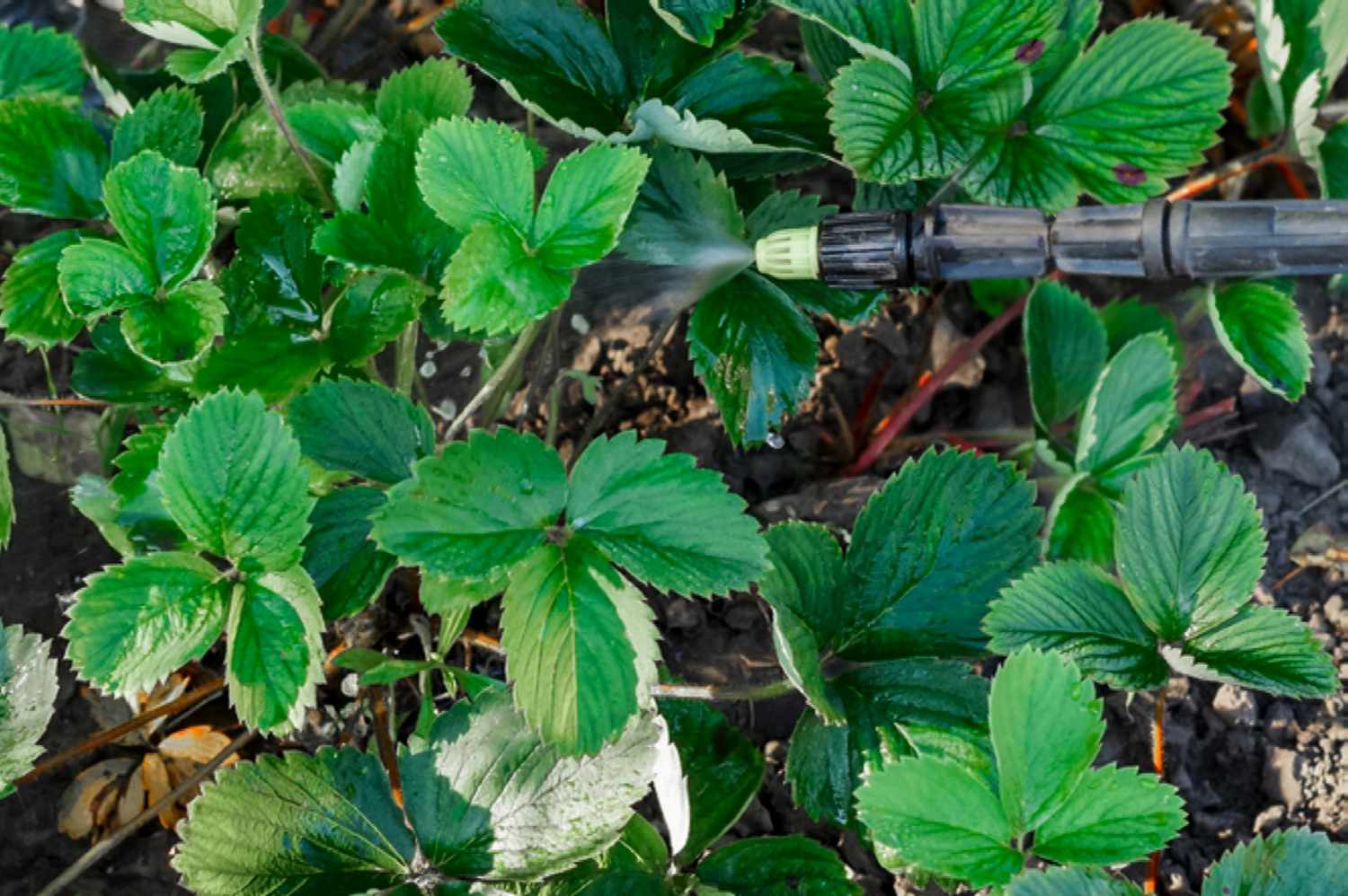 spraying strawberry plants with insecticidal soap