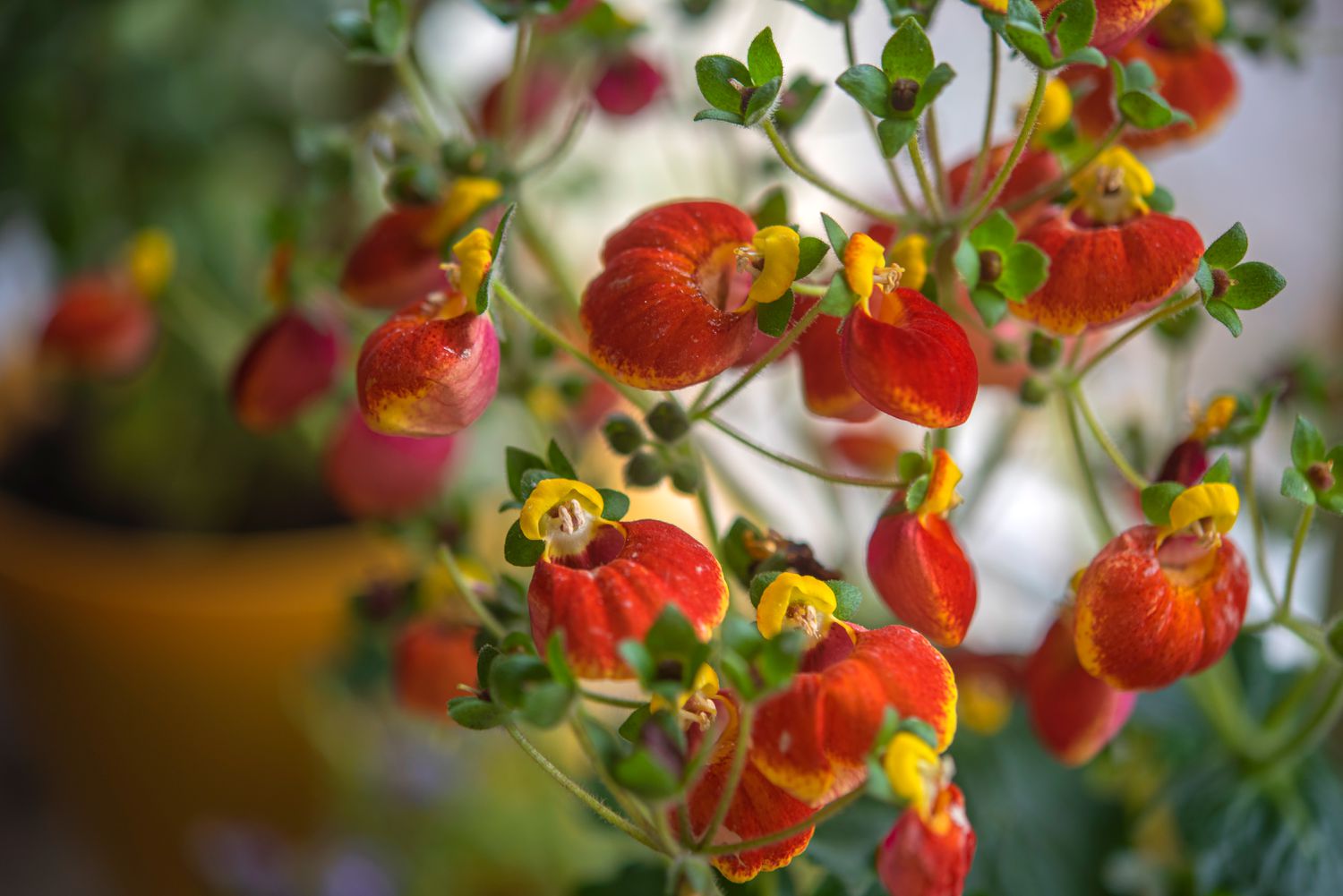 Calceolaria Zimmerpflanzenreben mit roten und gelben schlüpferartigen Blüten und Knospen in Nahaufnahme