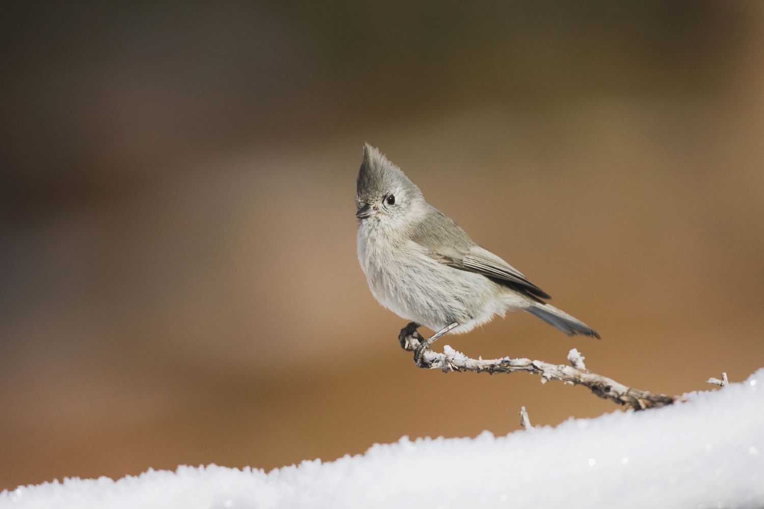 Wacholdermeise (Baeolophus ridgwayi), erwachsenes Männchen, Rocky Mountain National Park, Colorado, USA