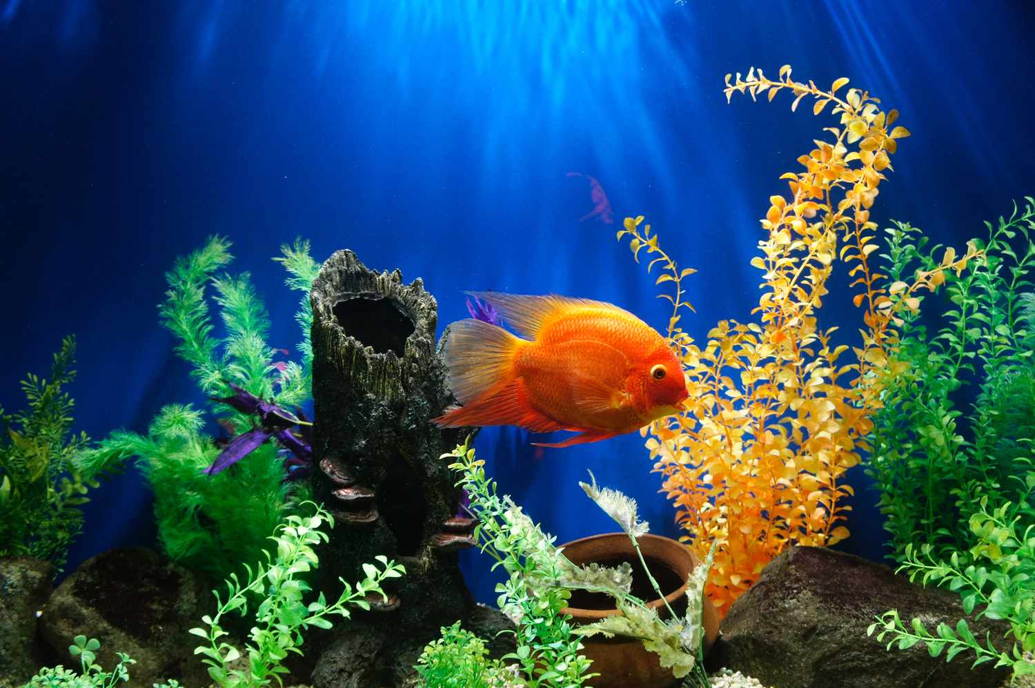 goldfish in an aquarium with colorful plants