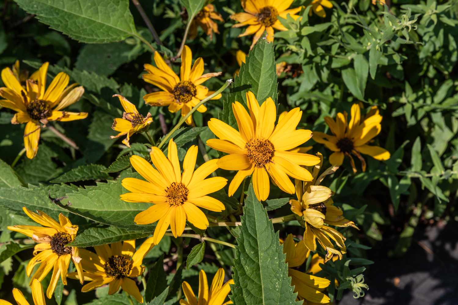 coreopsis flowers