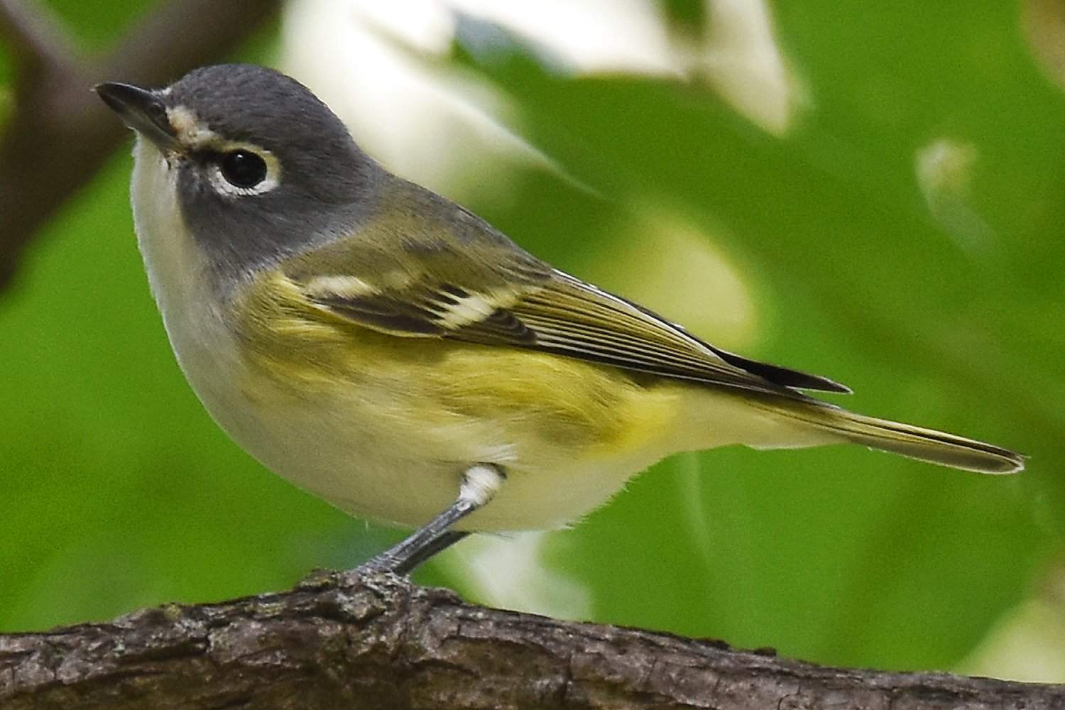 Blaukopfvireo