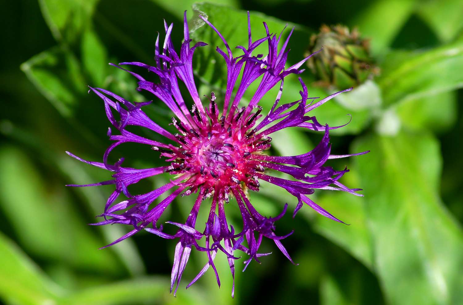 El centro morado y rosa del Sueño de Amatista.