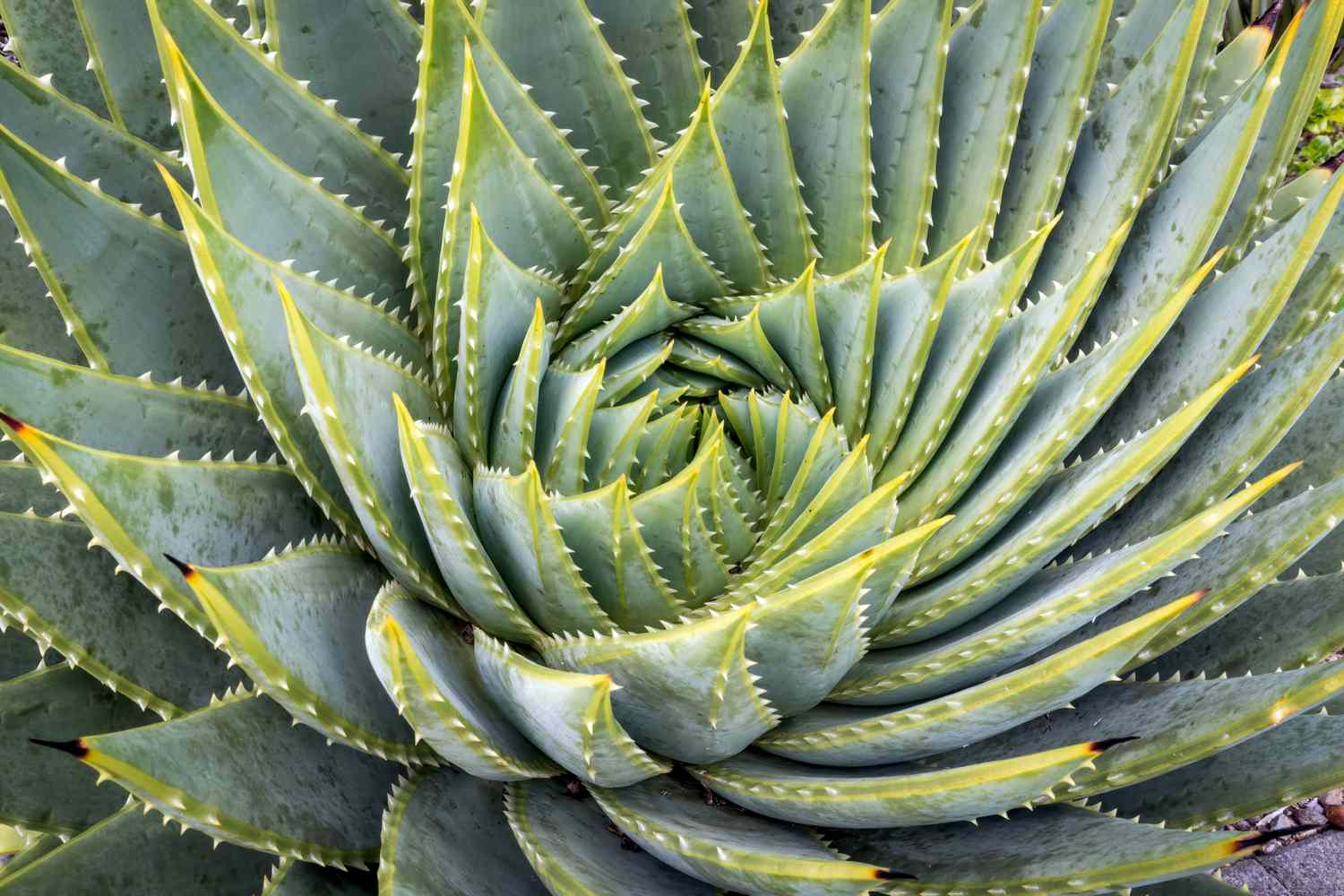 Spiralförmige Aloe Vera-Sukkulente mit dreieckigen Blättern, die sich spiralförmig nach innen winden und spitze Ränder haben, in Großaufnahme