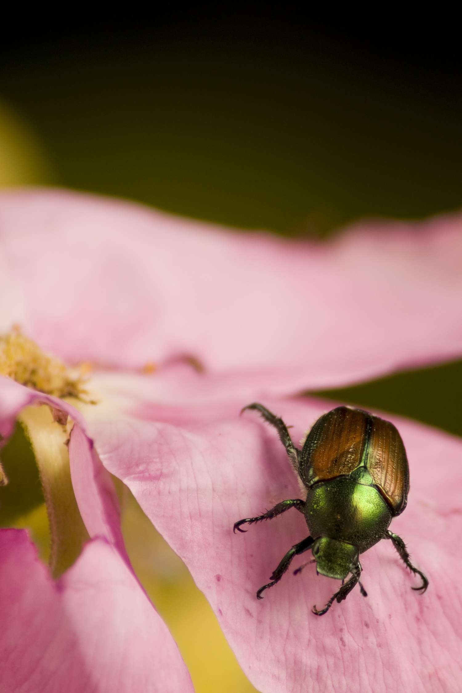 Japanischer Käfer frisst eine Rose