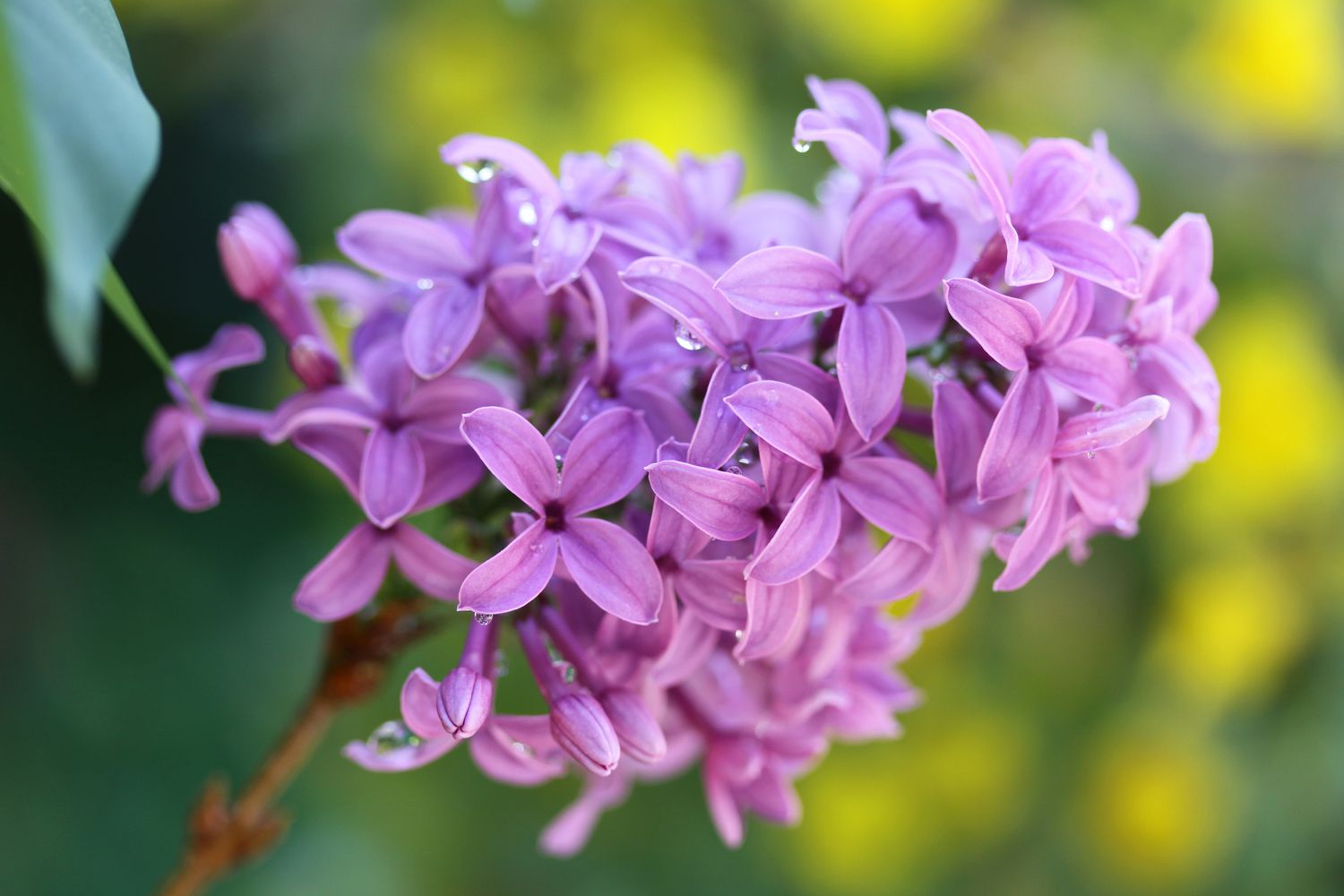 lilas