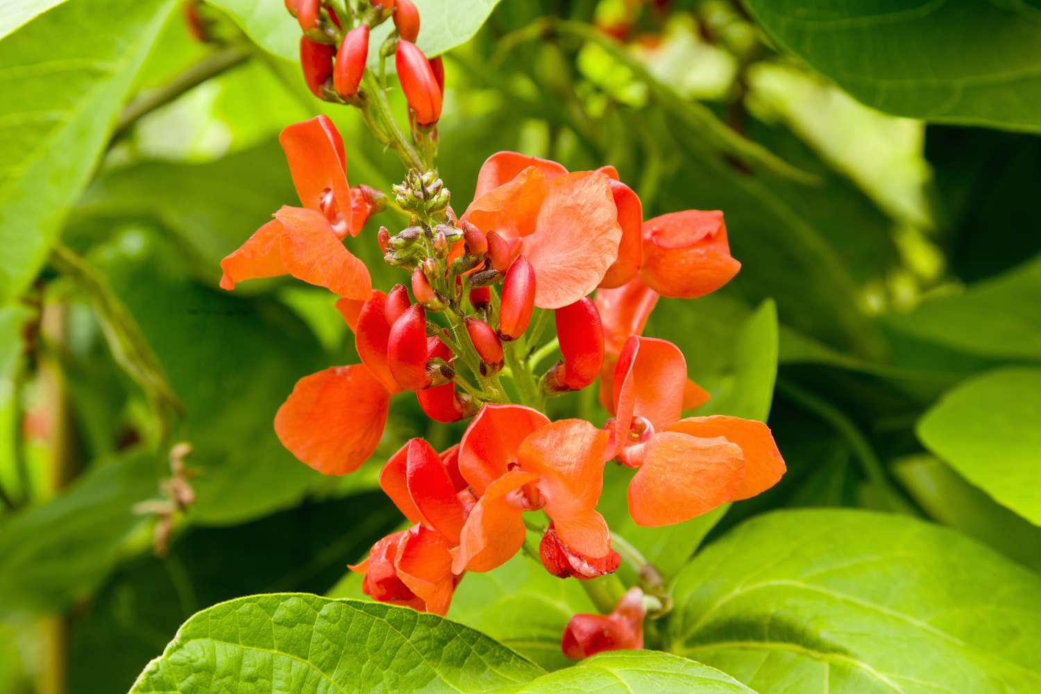 Judías en flor.