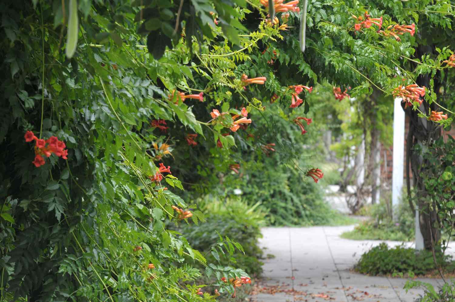 Trompetengeißblatt-Reben hängen am Gehweg mit orangefarbenen Blüten