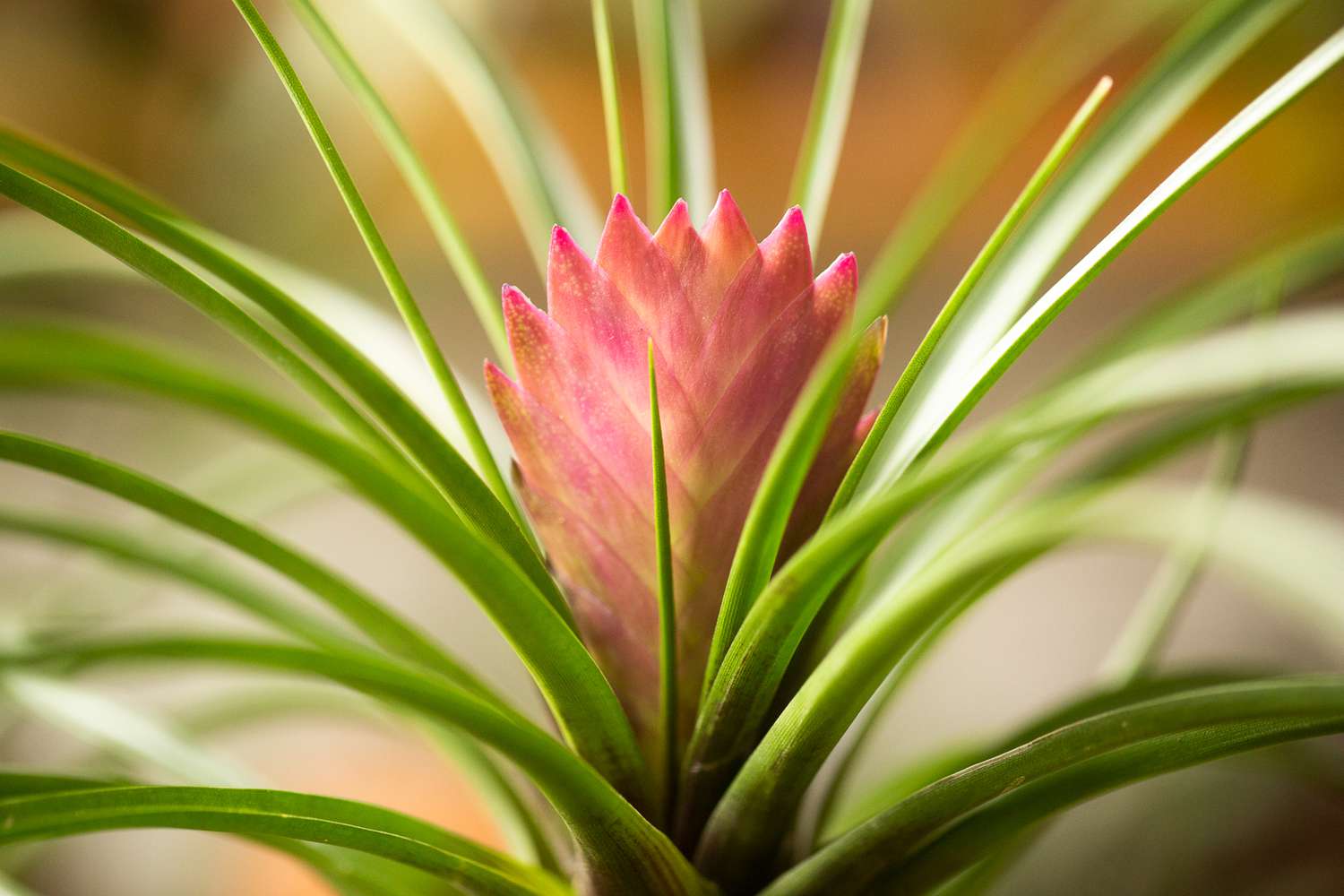 Tillandsia cyanea con brácteas naranjas y hojas verdes 