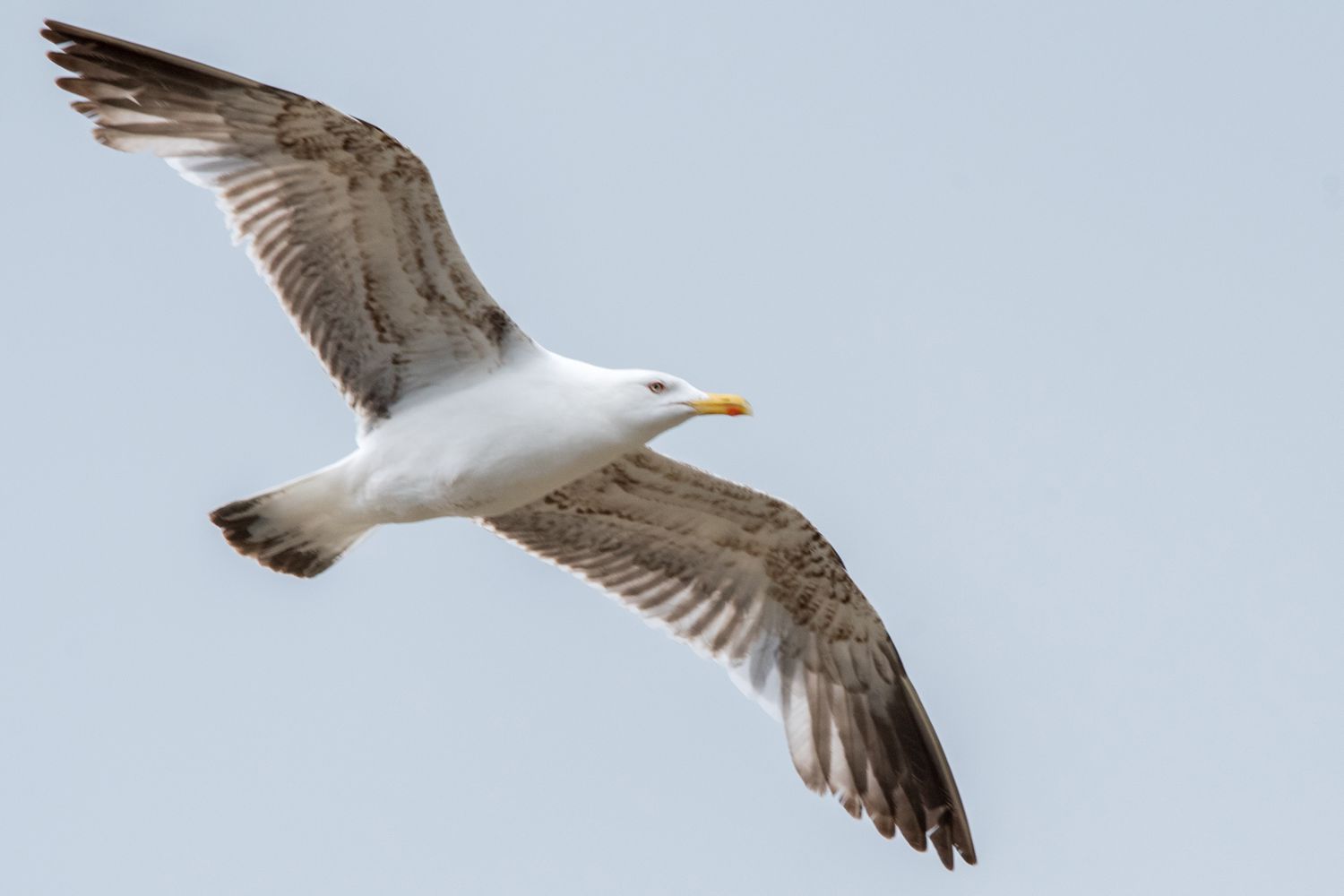 frei wie ein Vogel