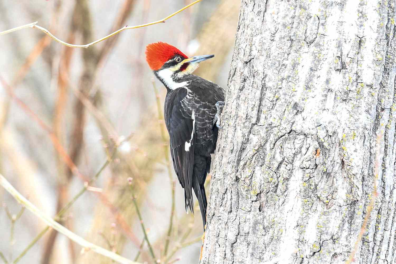 Pileated Woodpecker auf einem Baumstamm