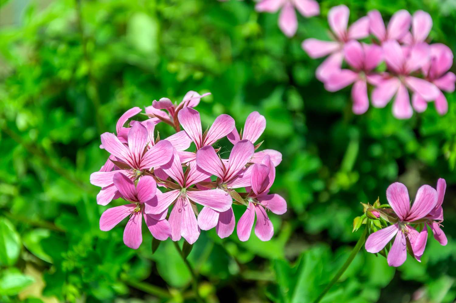 Rosa blühende Efeu-Pelargonie aus der Nähe