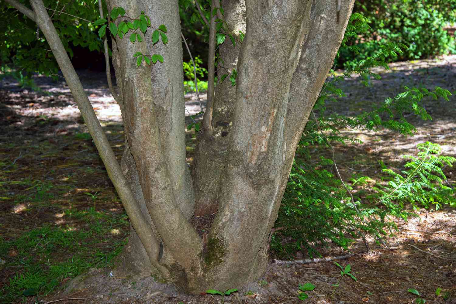 Vine leaf maple trunk closeup