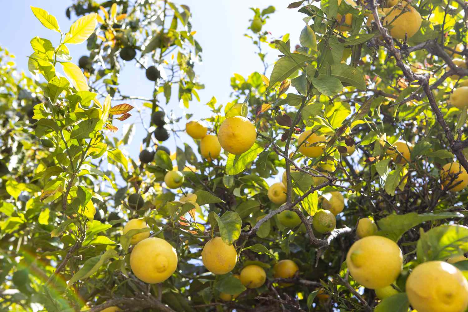 Lissabonner Zitronenbaumzweige mit gelben und grünen Zitronen vor blauem Himmel