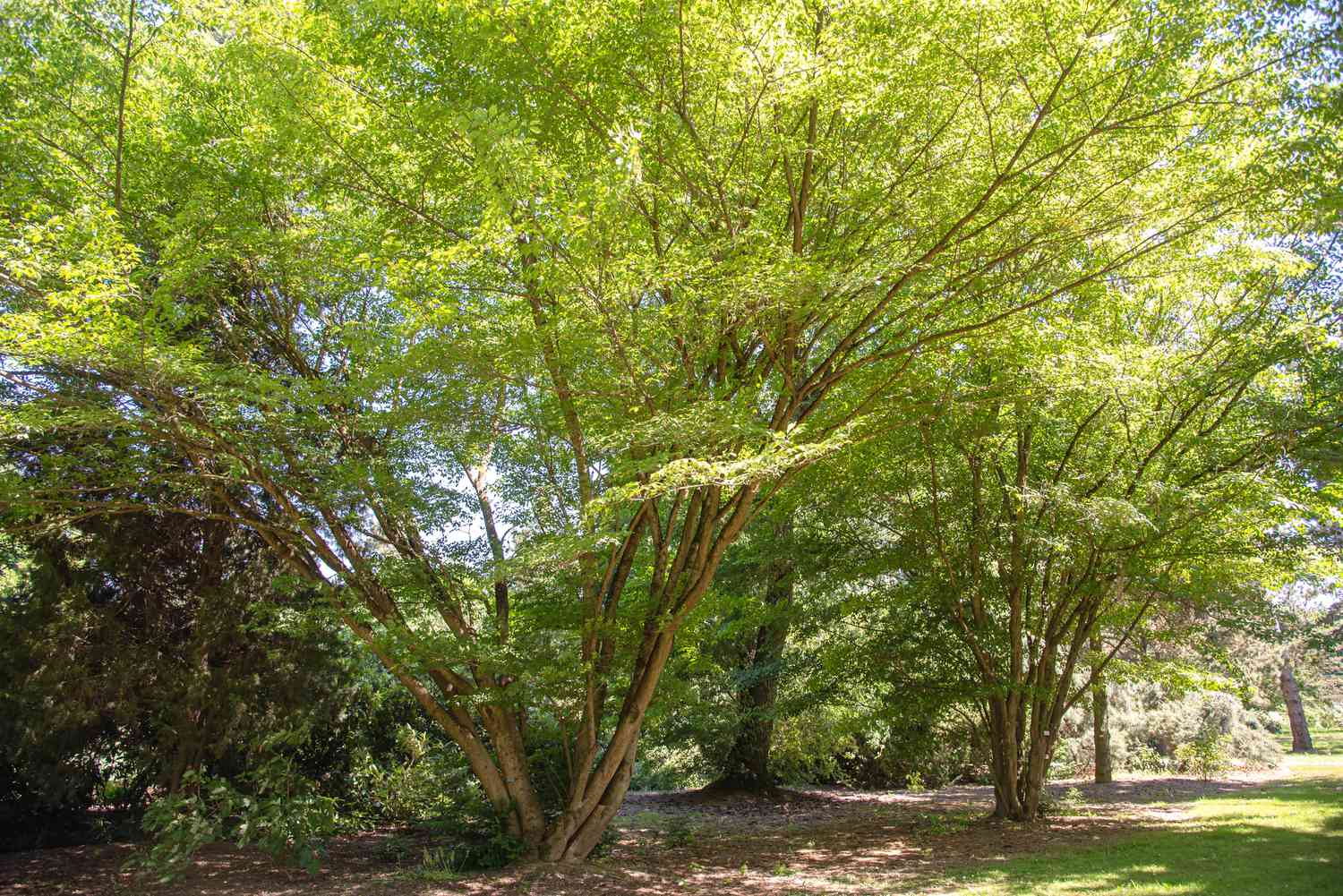 Rankenblatt-Ahornbaum mit mehreren Stämmen und leuchtend grünen Blättern an ausladenden Ästen