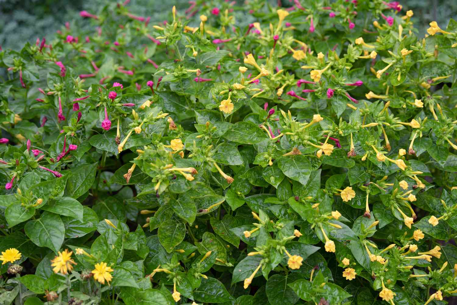 Vier-Uhr-Pflanze mit gelben und rosa Röhrenblüten auf bunten Blättern