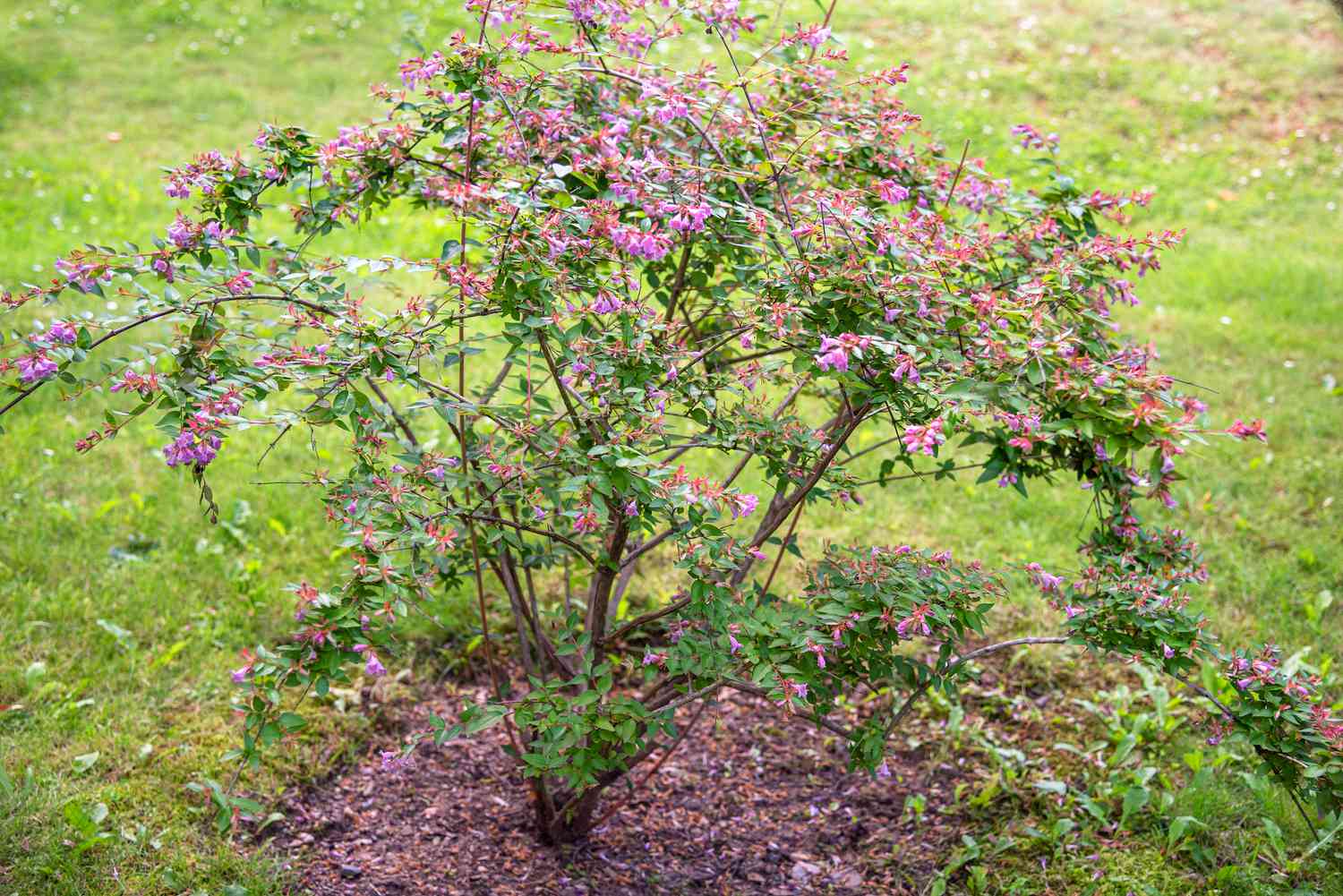 Glänzender Abelienstrauch mit bogenförmigen Zweigen mit rosa Blüten am Ende