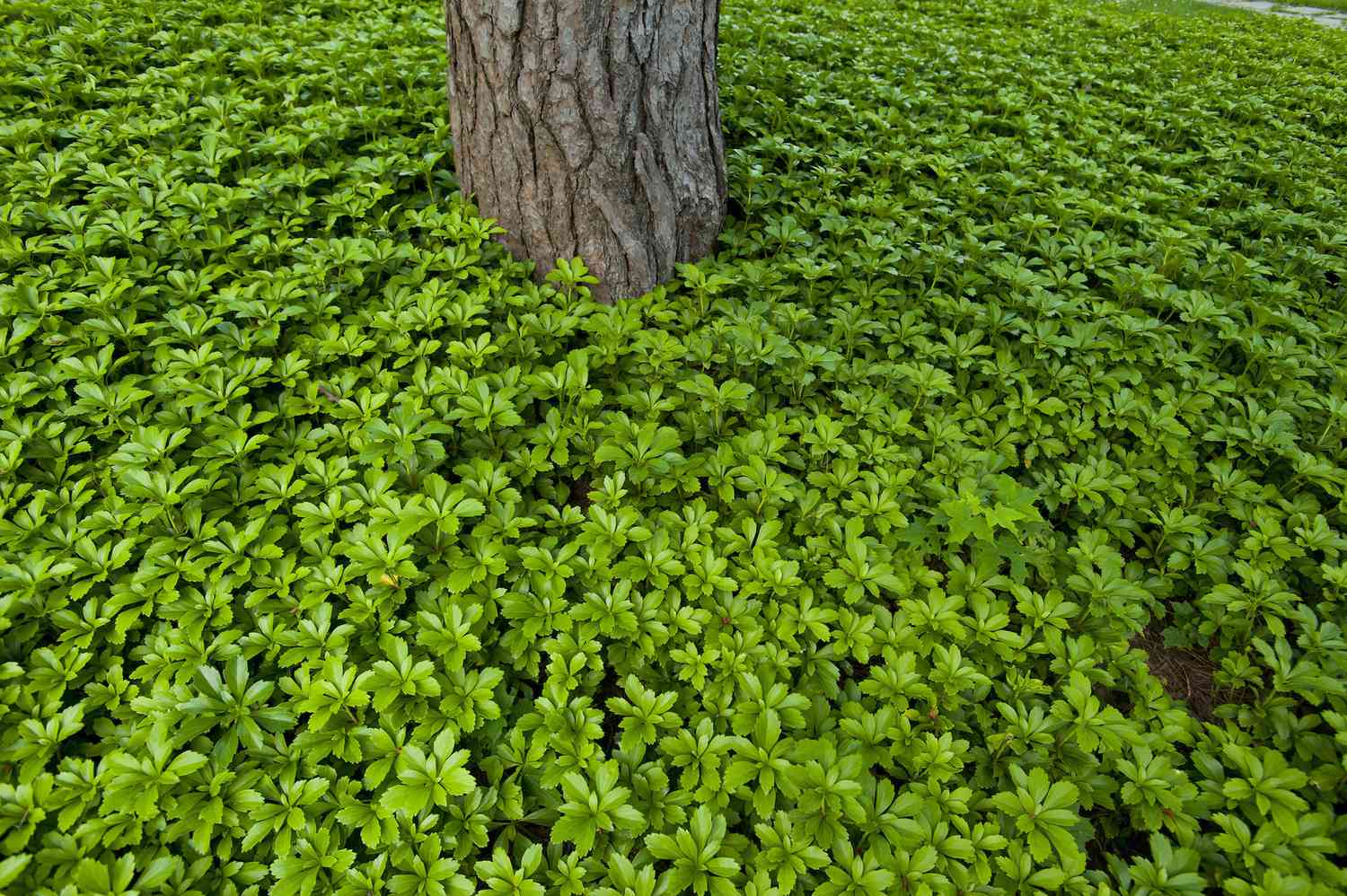 Pachysandra Pflanzenteppich und Baumstamm