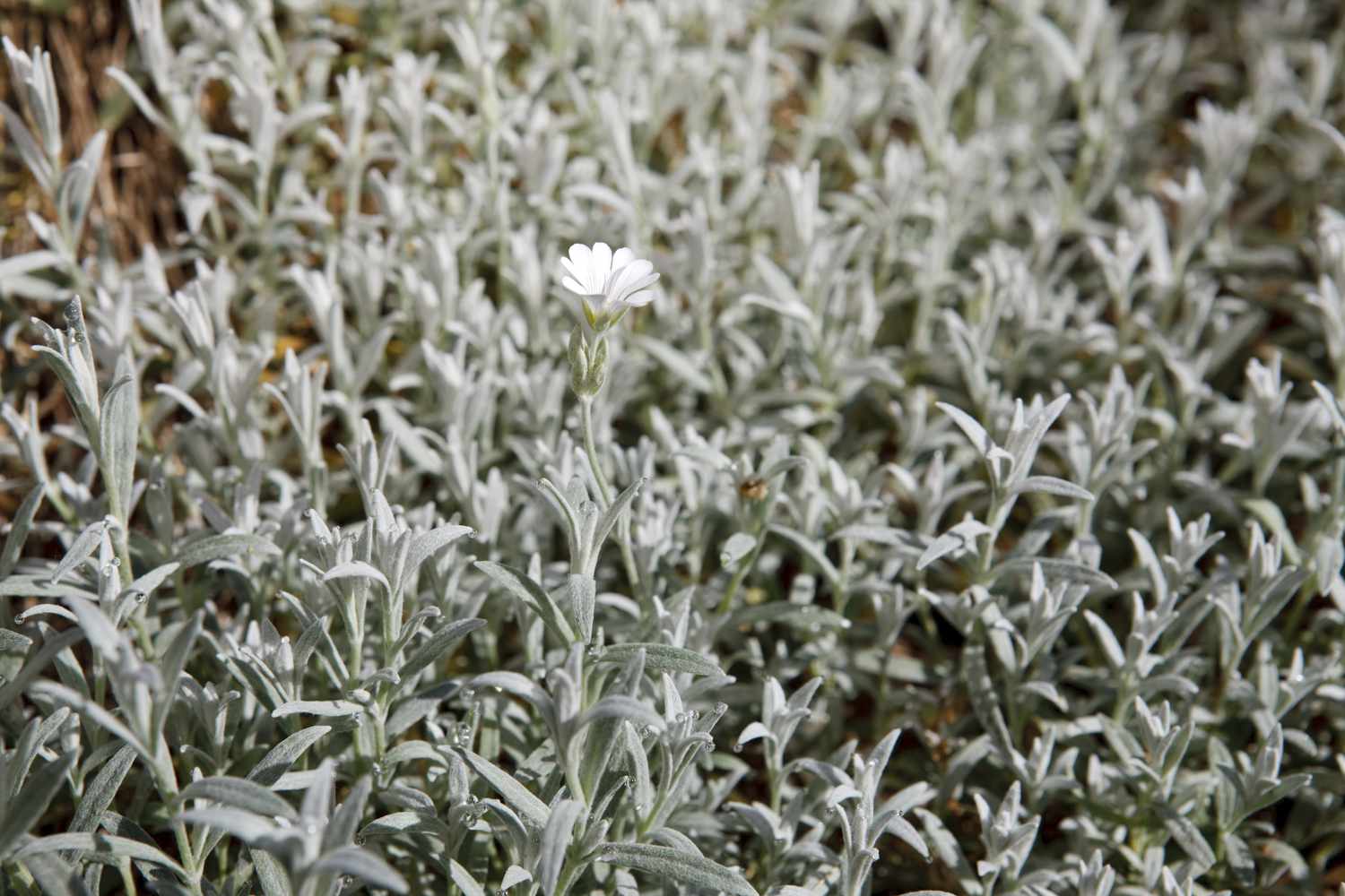 Nieve en verano (Cerastium tomentosum)