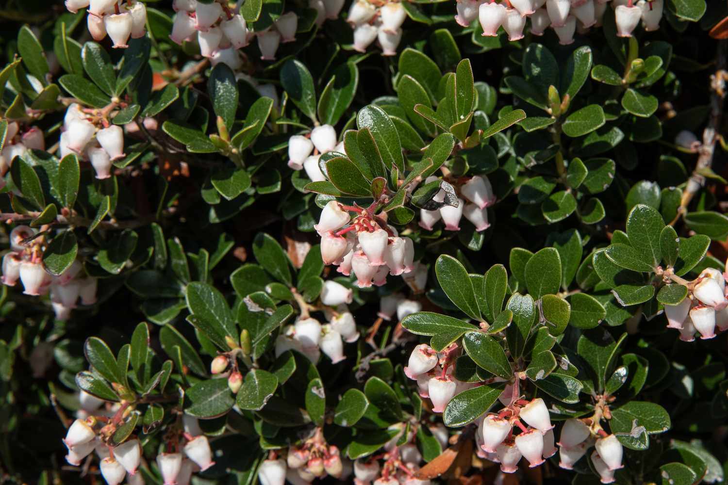 Bärentrauben-Unterstrauch mit kleinen dunkelgrünen Blättern und kleinen weißen glockenförmigen Blüten in Großaufnahme