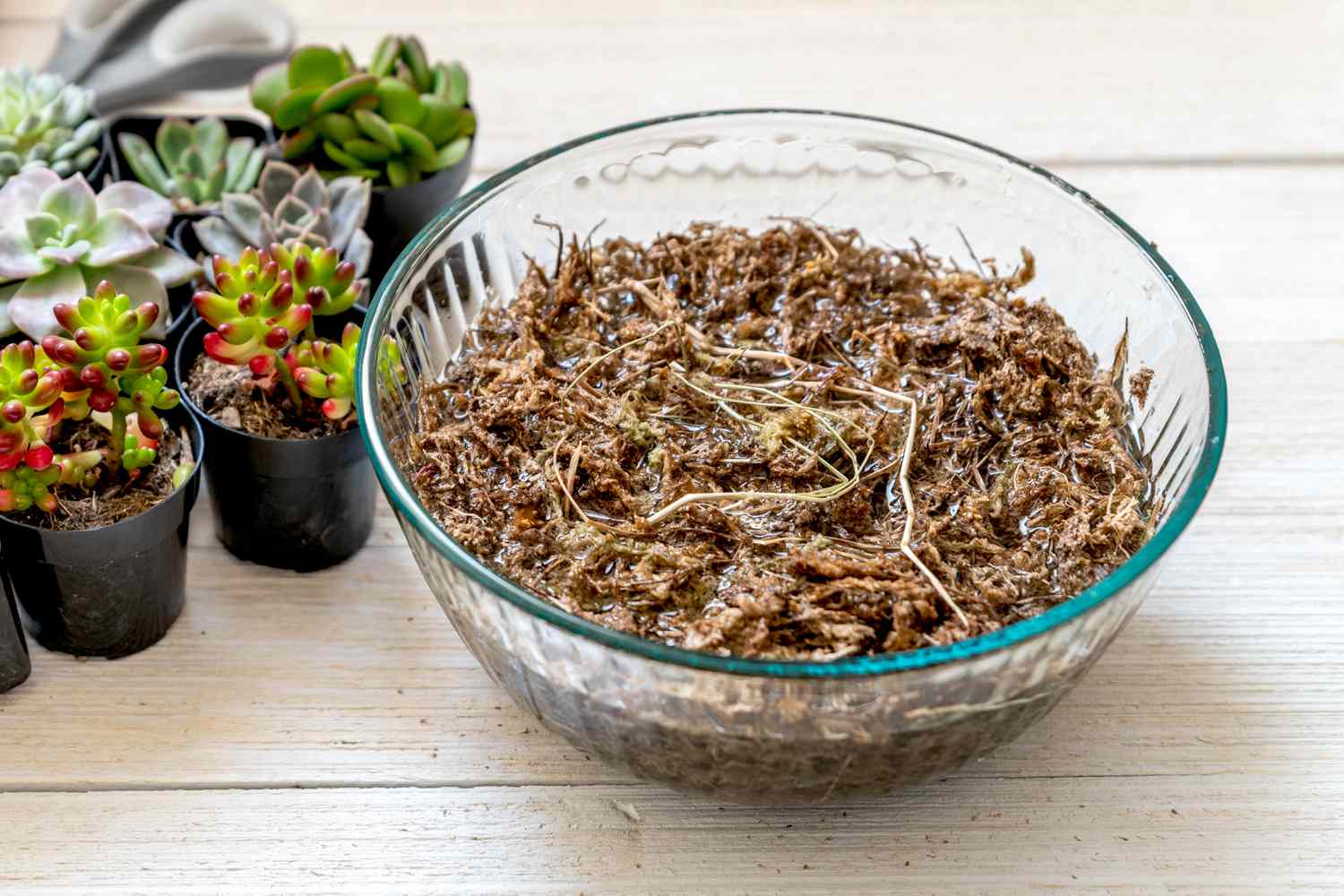 Musgo Sphagnum preempapado en agua junto a pequeñas plantas suculentas