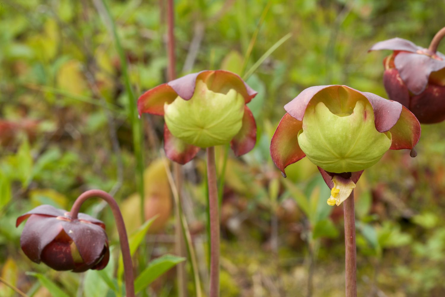 Northern pitcher plant flowers.