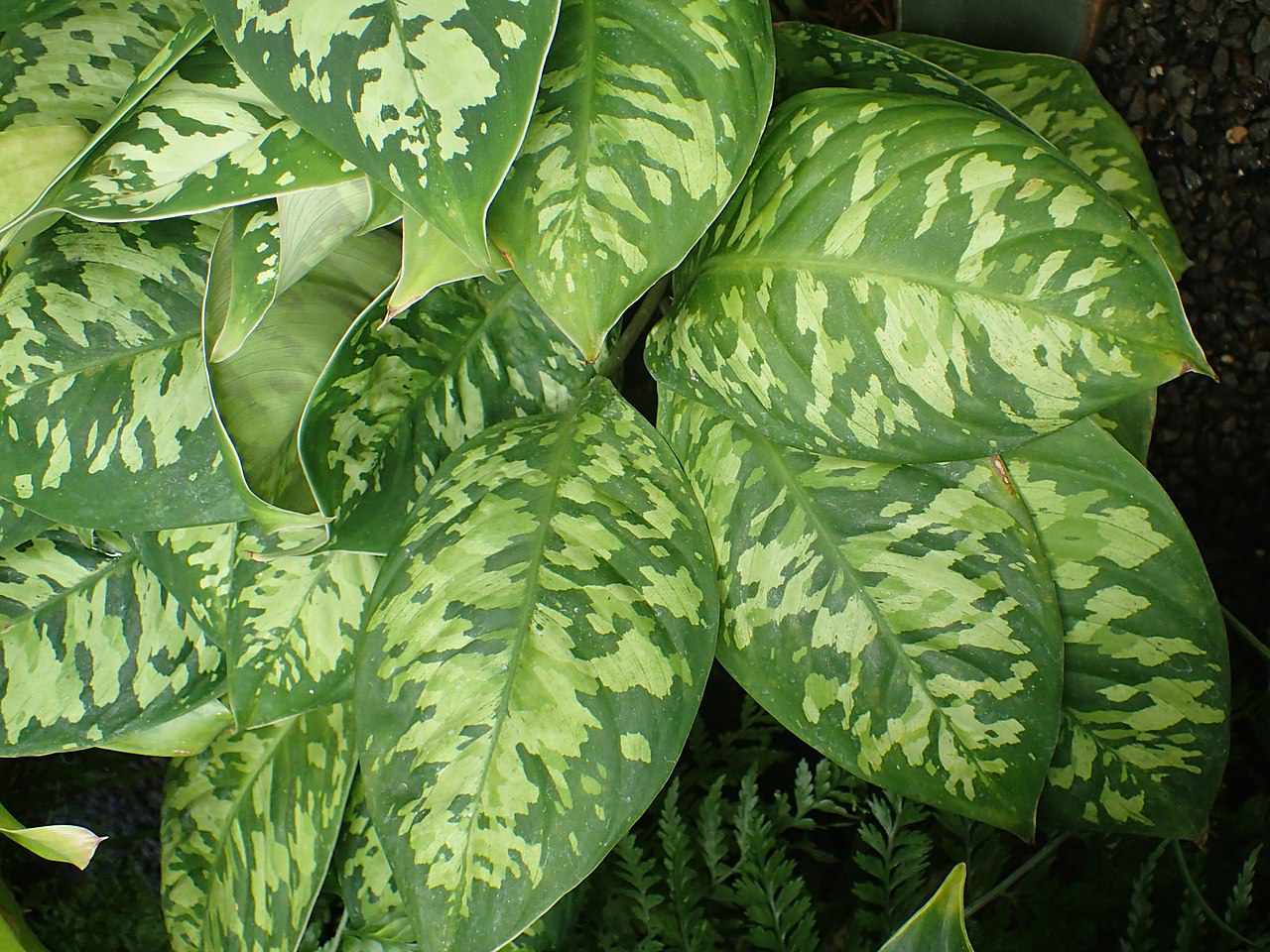 Close up of the variegated leaves of the Homalomena wallisii