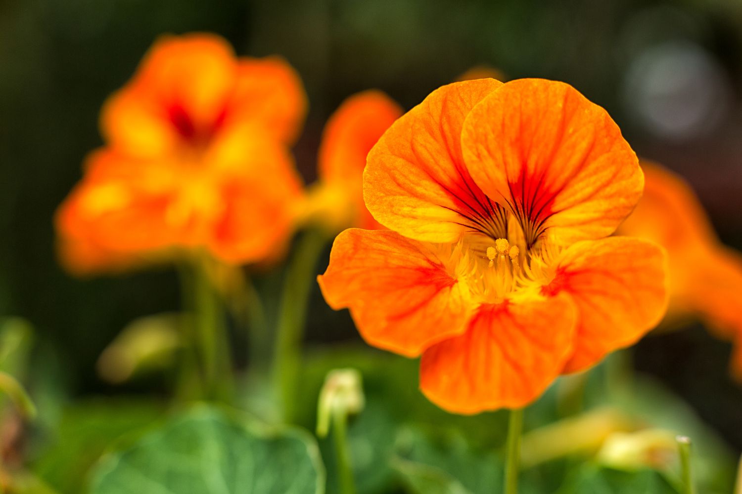 Kapuzinerkresse oder Tropaeolum Blüte