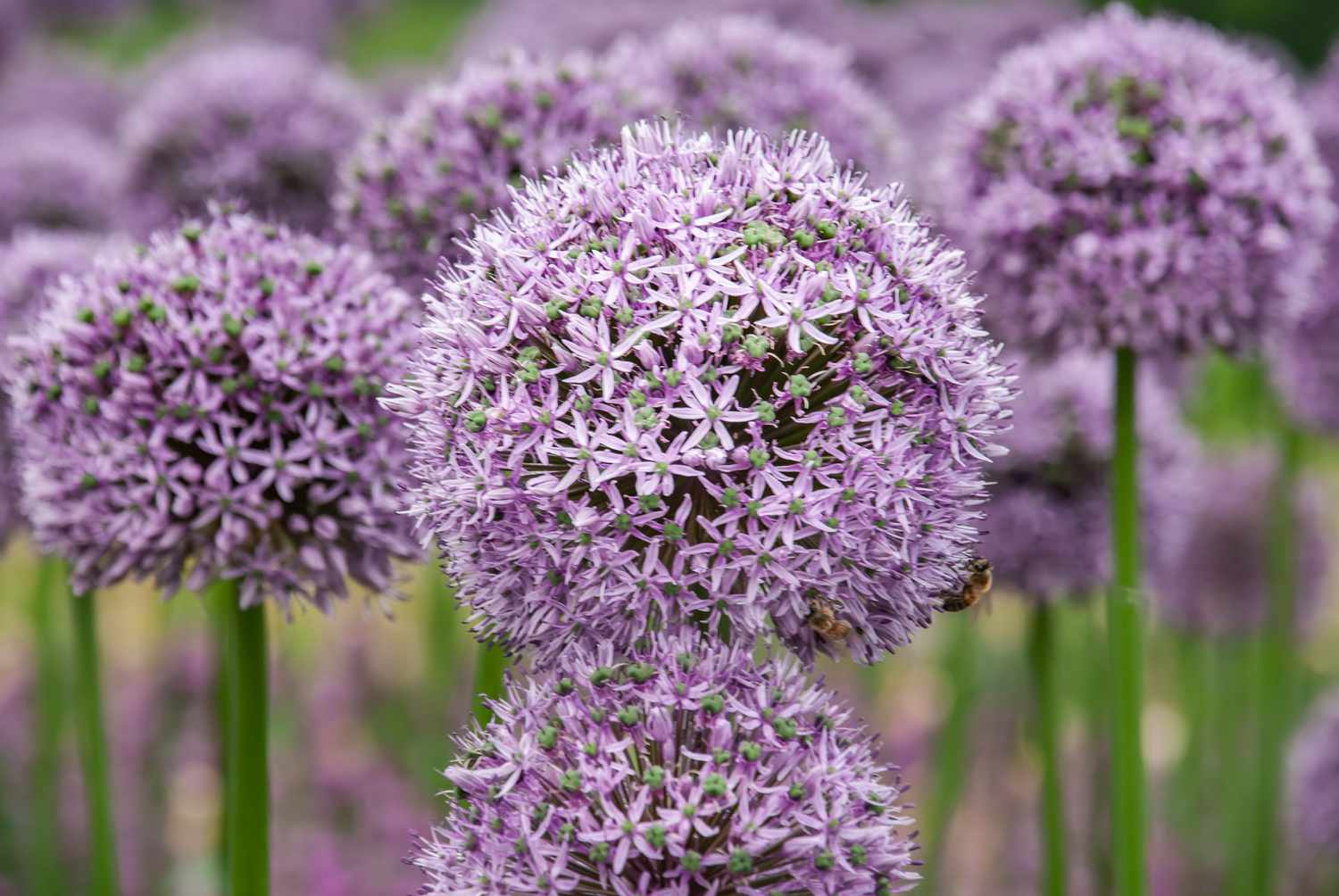 'Gladiator' Allium mit Lavendelblüten