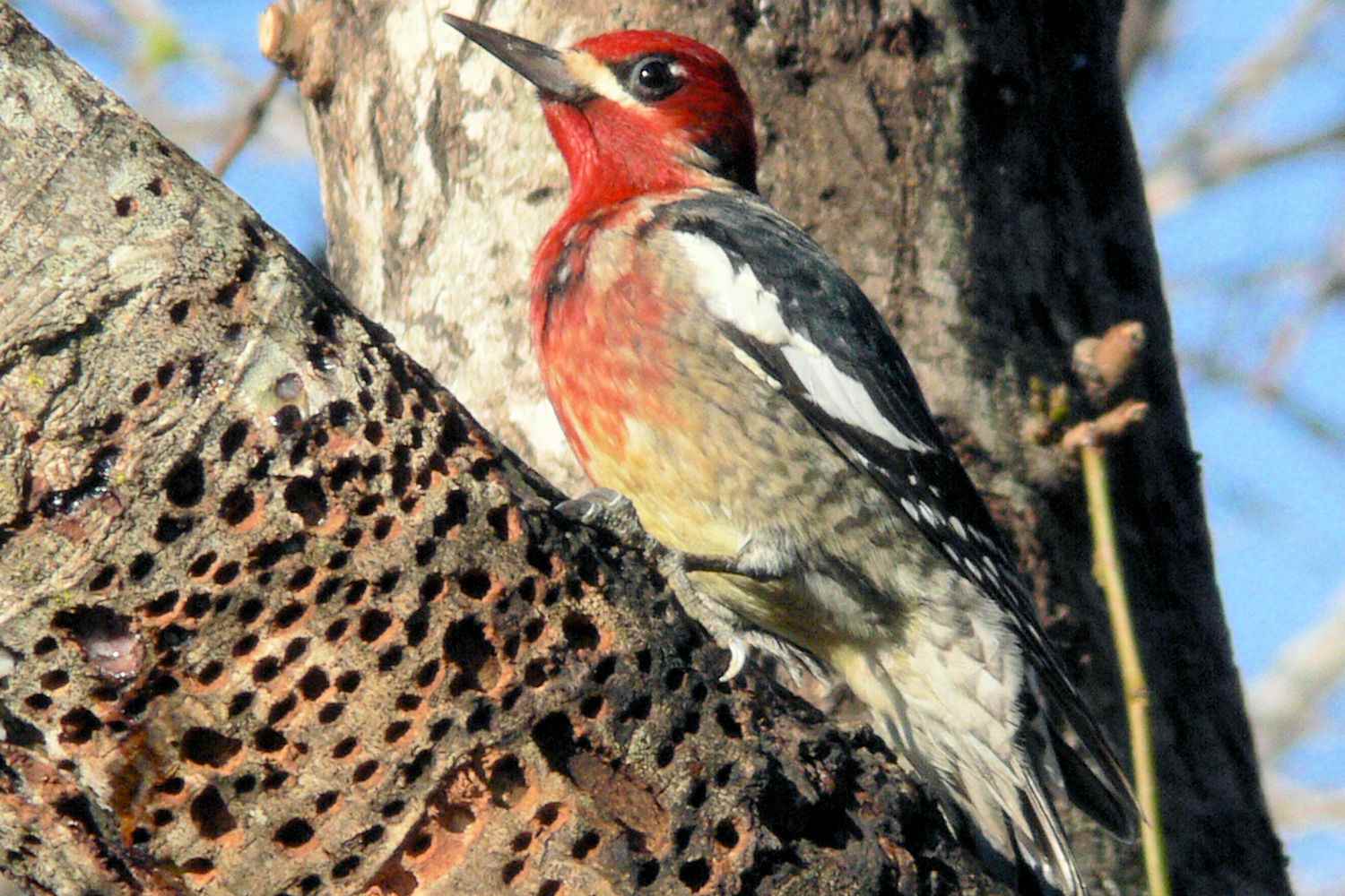 Pájaro carpintero de pecho rojo sentado en un árbol
