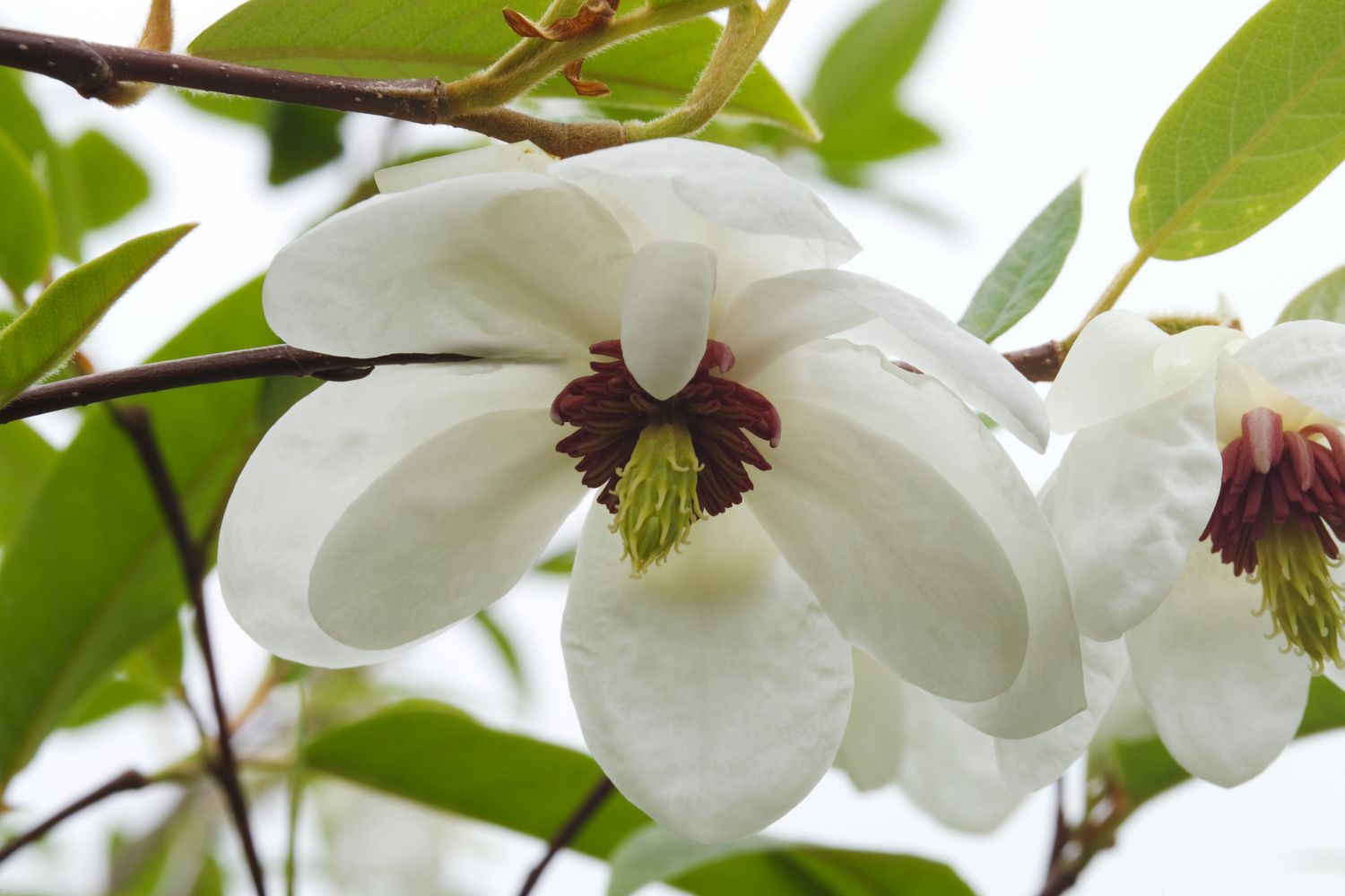 Magnolia sieboldii Baum mit weißen Blüten.