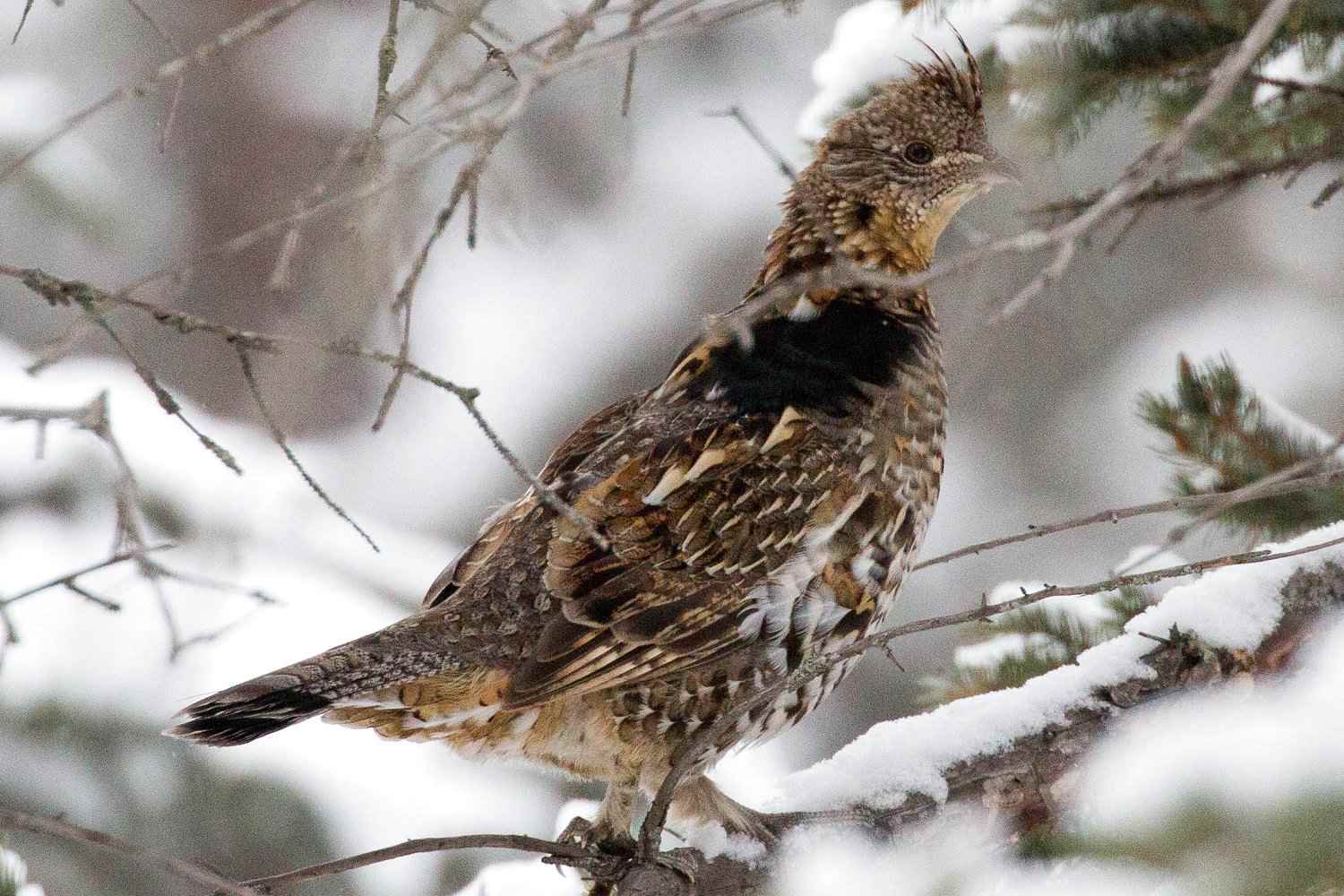 Ruffed Grouse