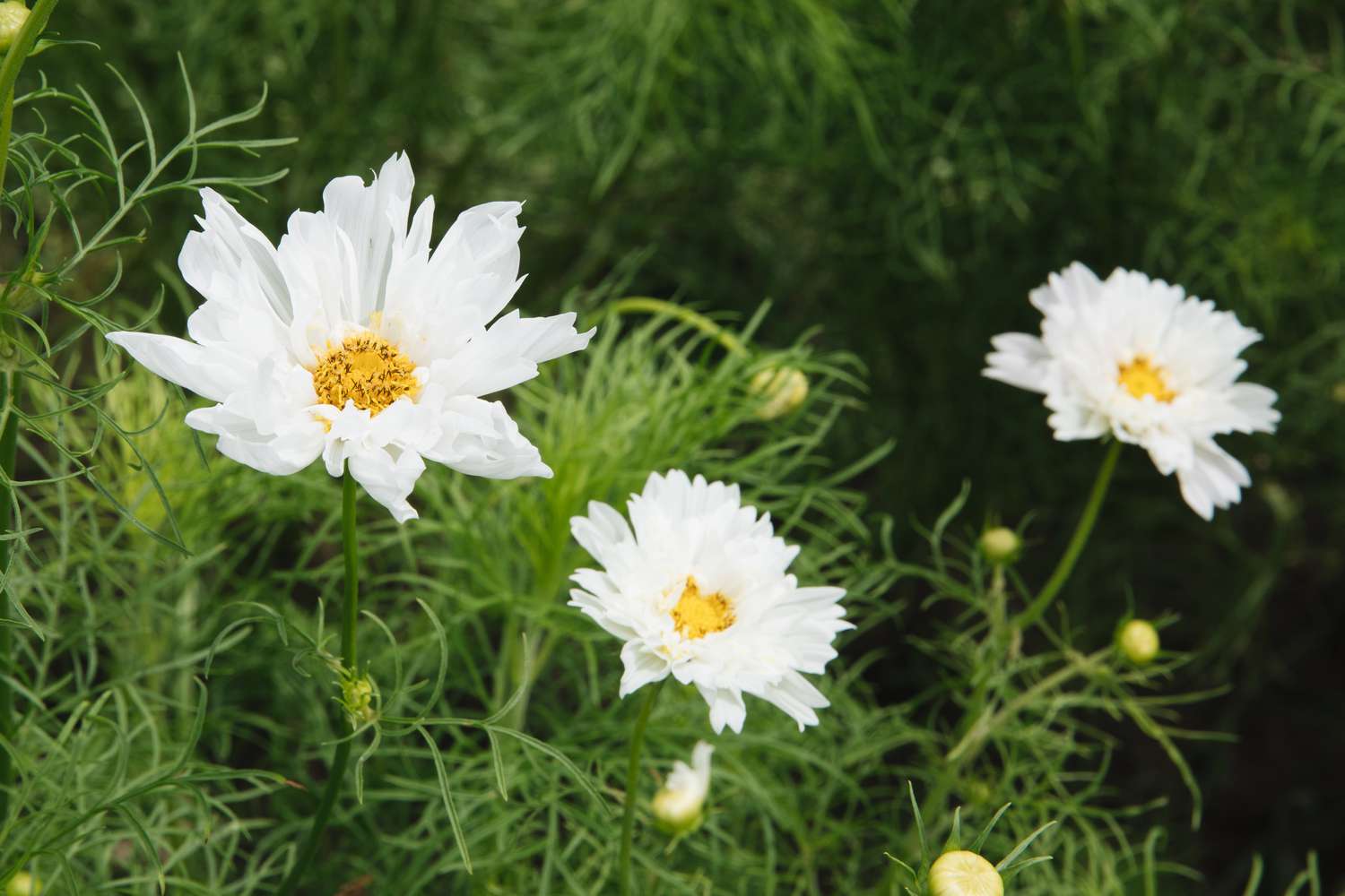 Cosmos bipinnatus ?