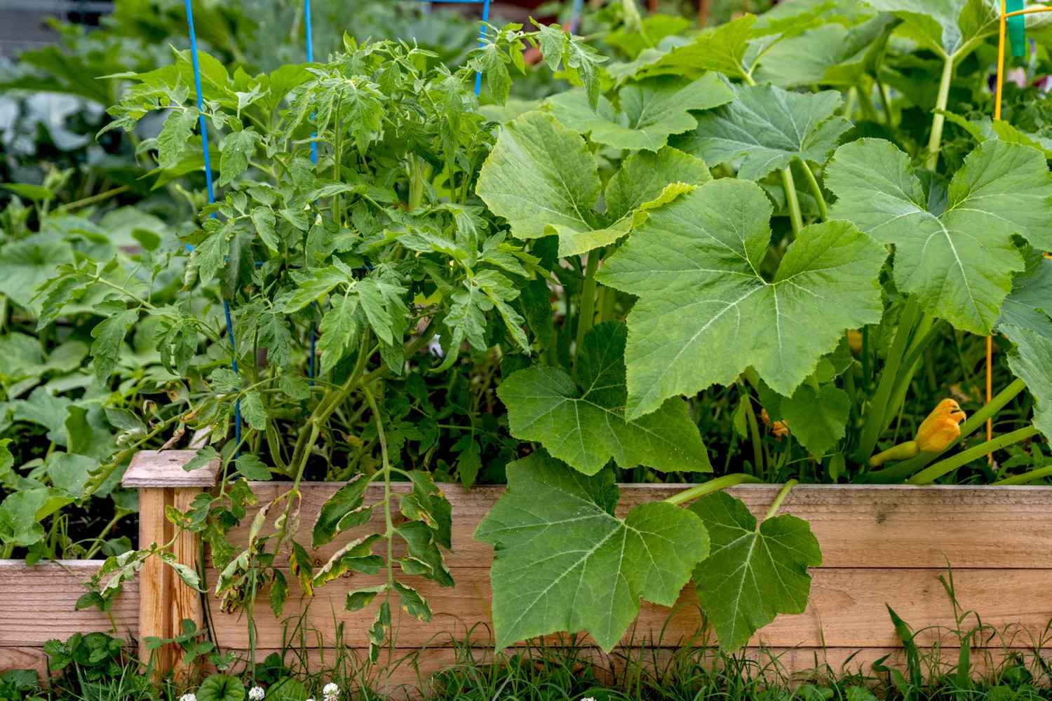 Begleitpflanzen im Gemüse- und Kräuterhochbeet 