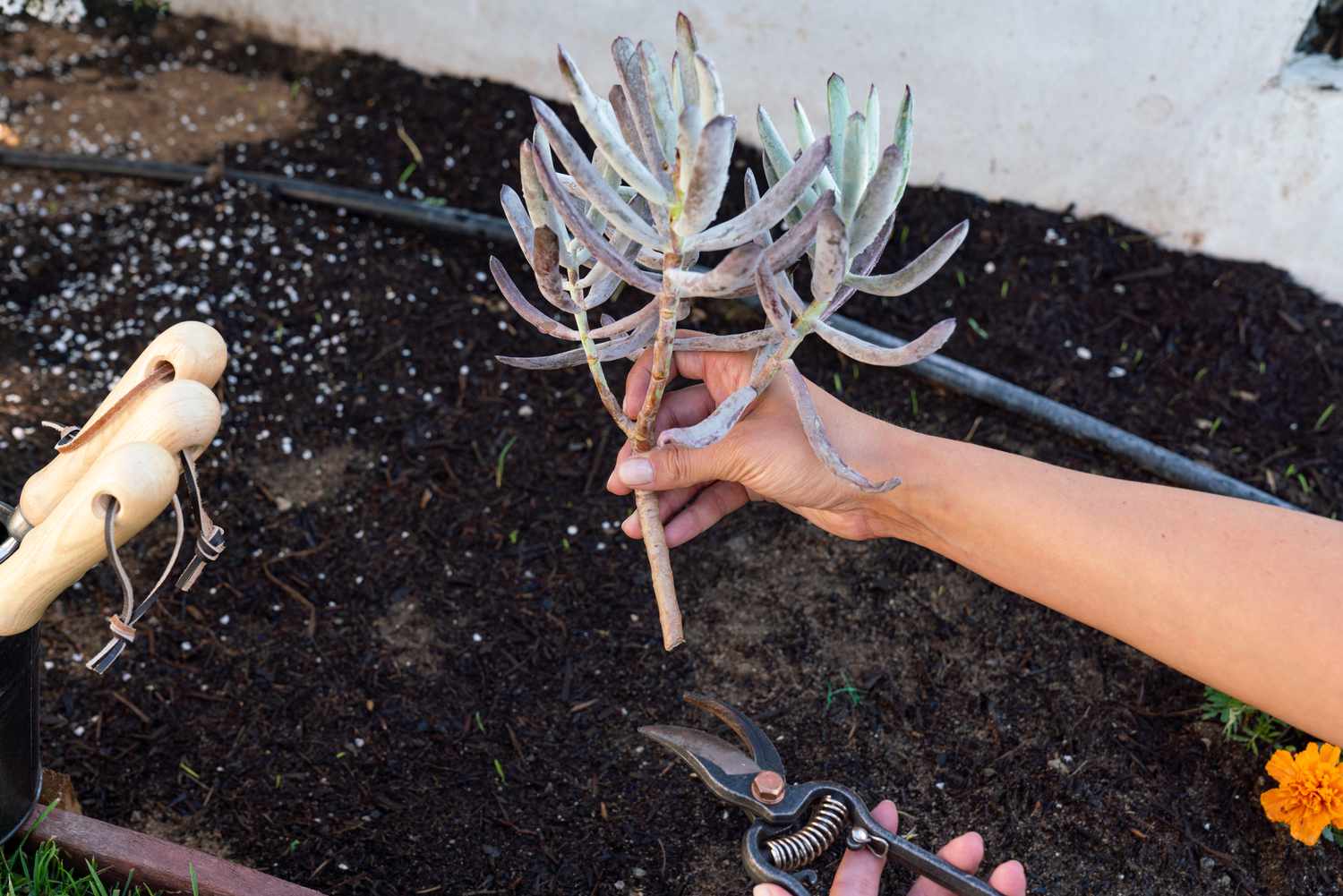 Sukkulenter Steckling mit langen lila-grünen Blättern über Gartenerde gehalten