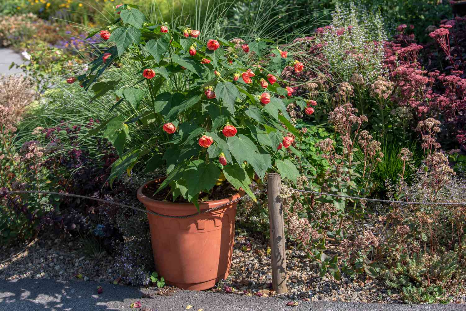 Arbusto de abutilon em vaso de barro com folhas de bordo e flores em forma de xícara