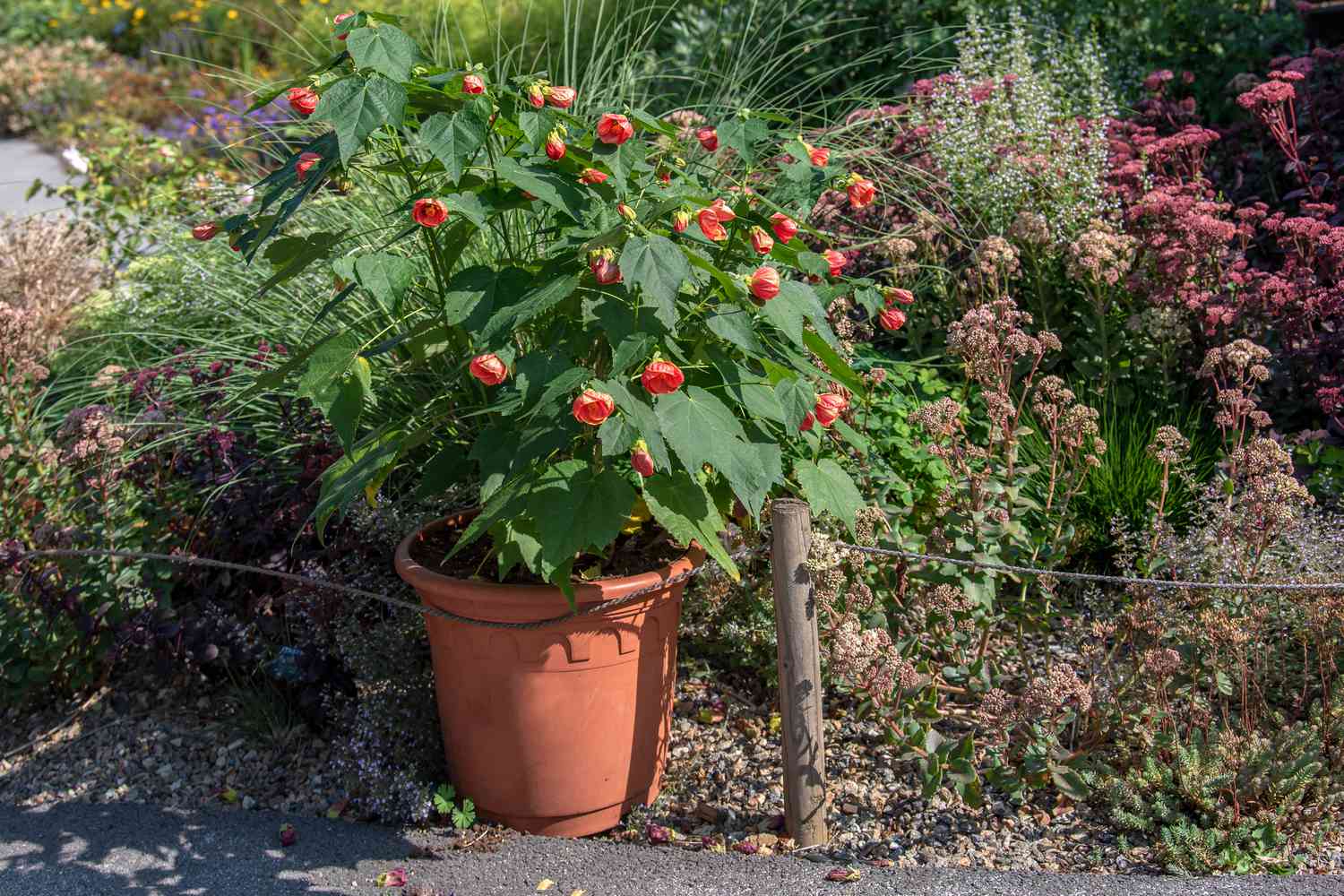 Abutilon-Strauch im Tontopf mit ahornartigen Blättern und becherförmigen Blüten