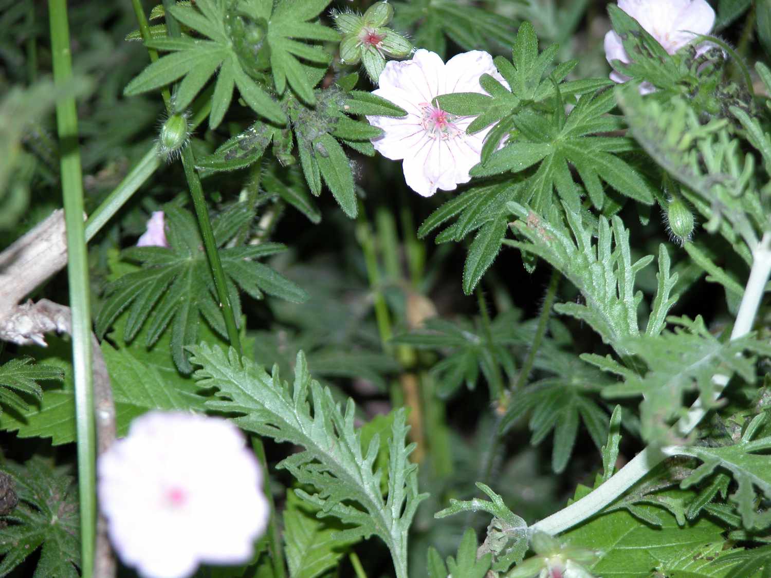 Geranios de Clarke con flores blancas y centros rosas